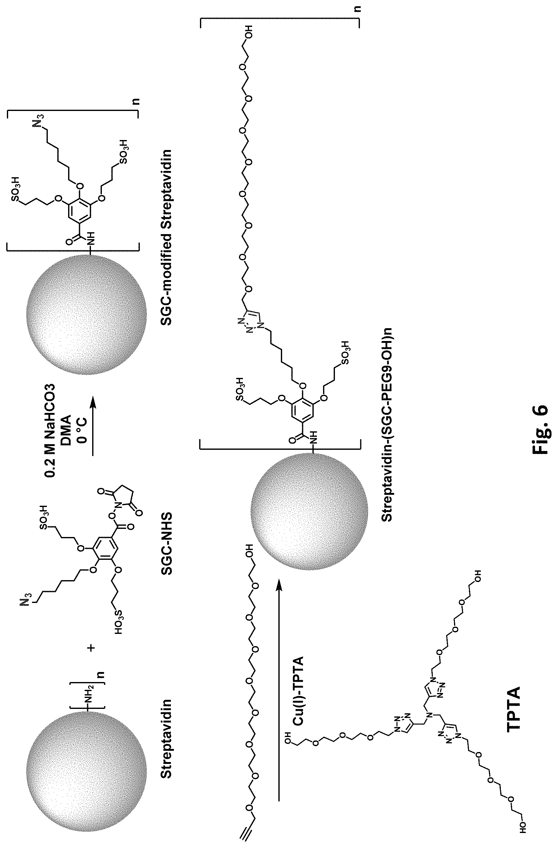 Patent US11781177 Figure 7 – Modified biotin-binding proteins for immobilization