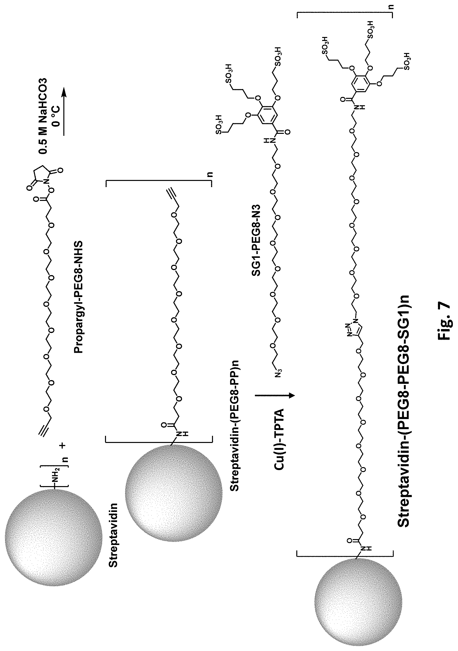 Patent US11781177 Figure 8 – Modified biotin-binding proteins for immobilization