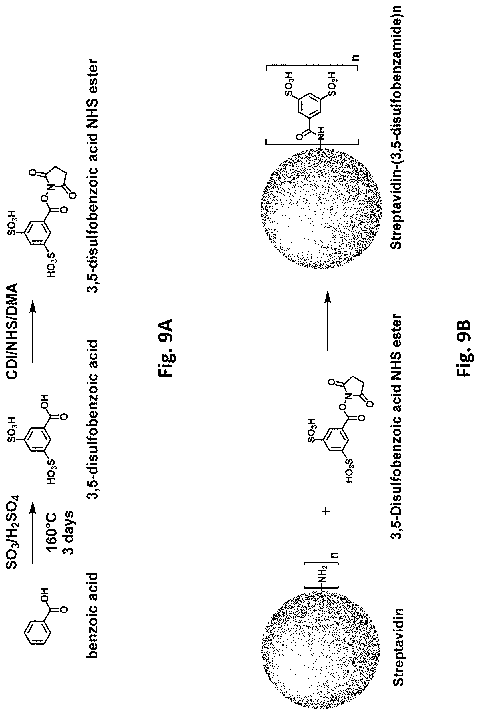 Patent US11781177 Figure 10 – Modified biotin-binding proteins for immobilization