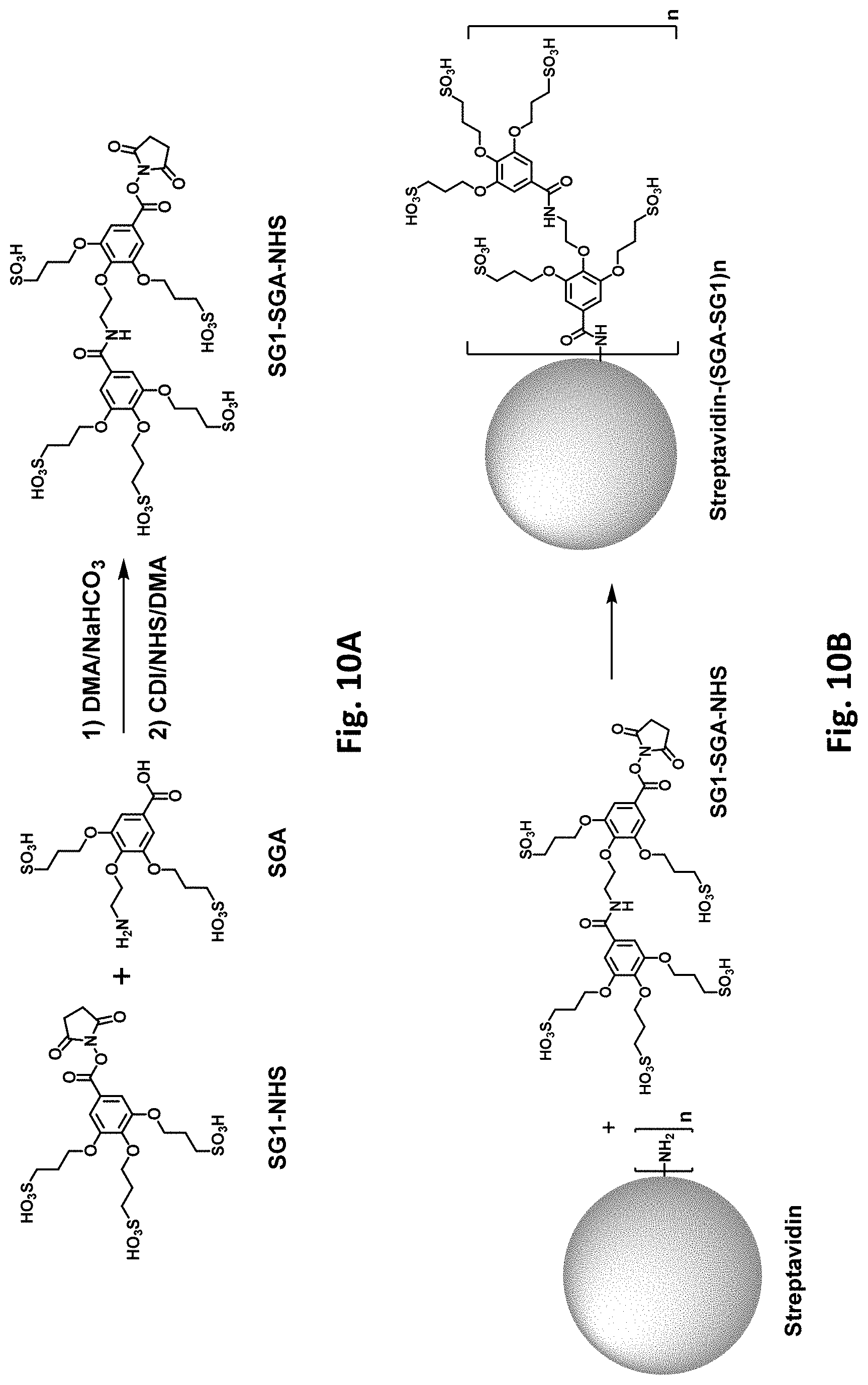 Patent US11781177 Figure 11 – Modified biotin-binding proteins for immobilization