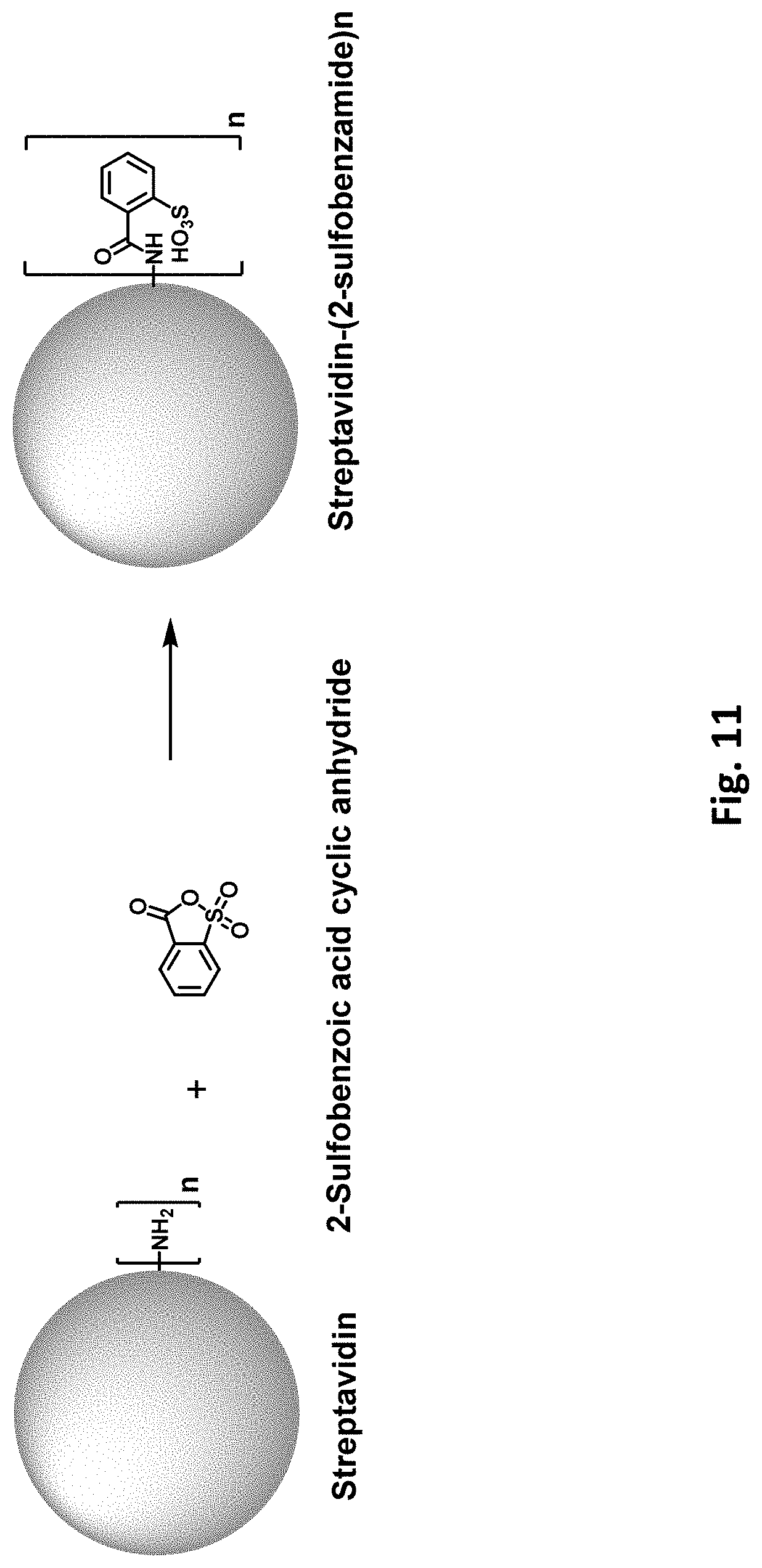 Patent US11781177 Figure 12 – Modified biotin-binding proteins for immobilization
