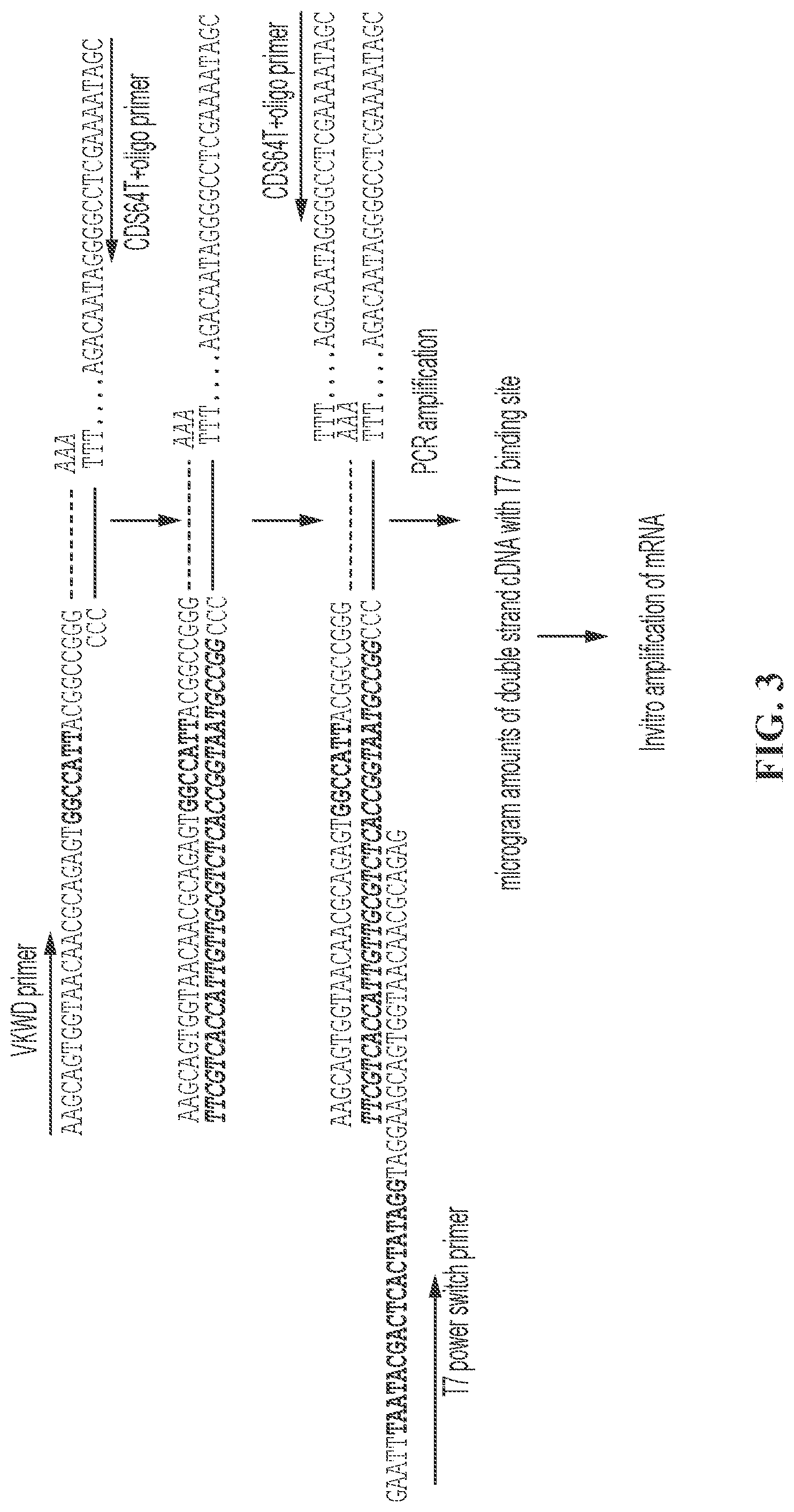 Patent US11781178 Figure 2 – Methods and compositions for the amplification of mRNA