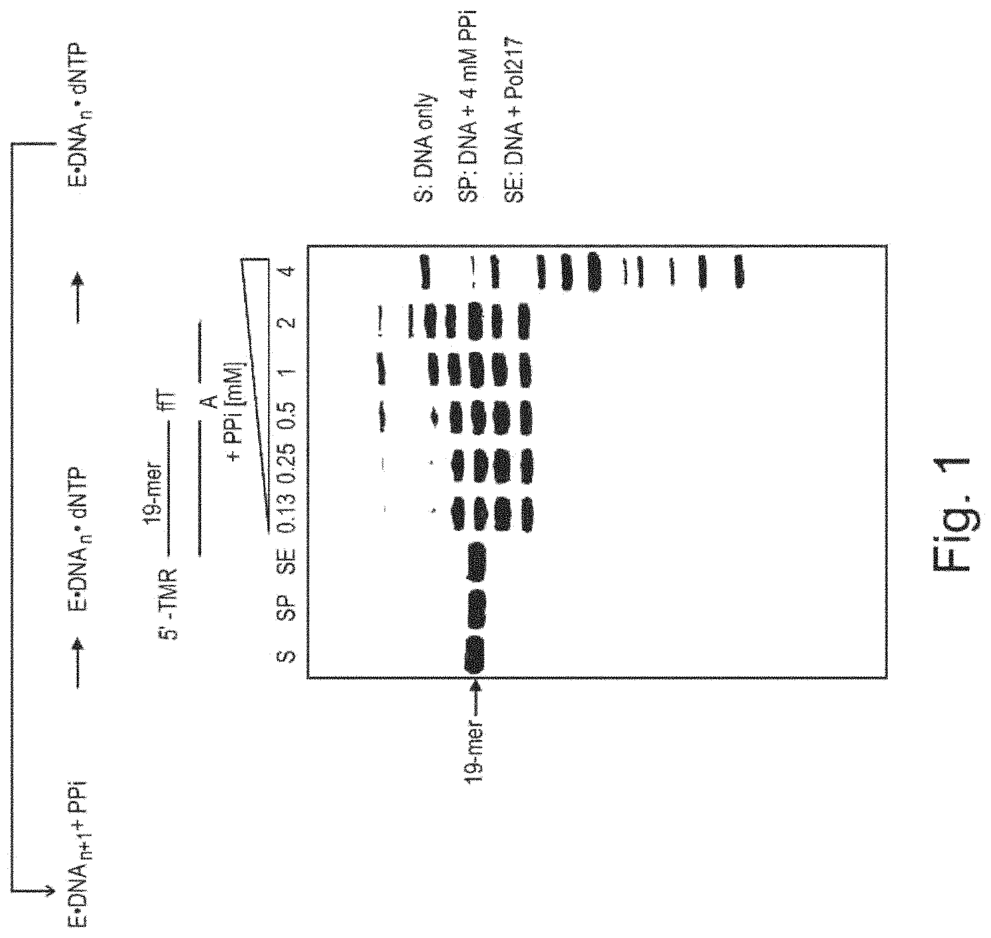 Patent US11781182 Figure 1 – Modified polymerases for improved incorporation of nucleotide analogues