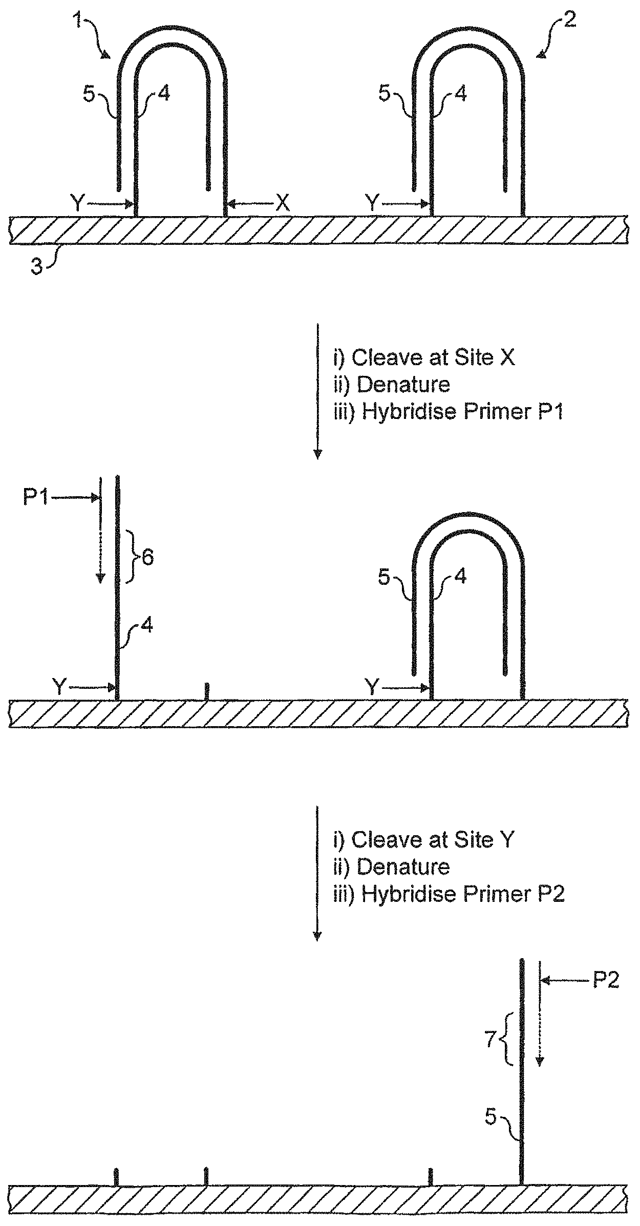 Patent US11781184 — Method for sequencing a polynucleotide template — Figure 1