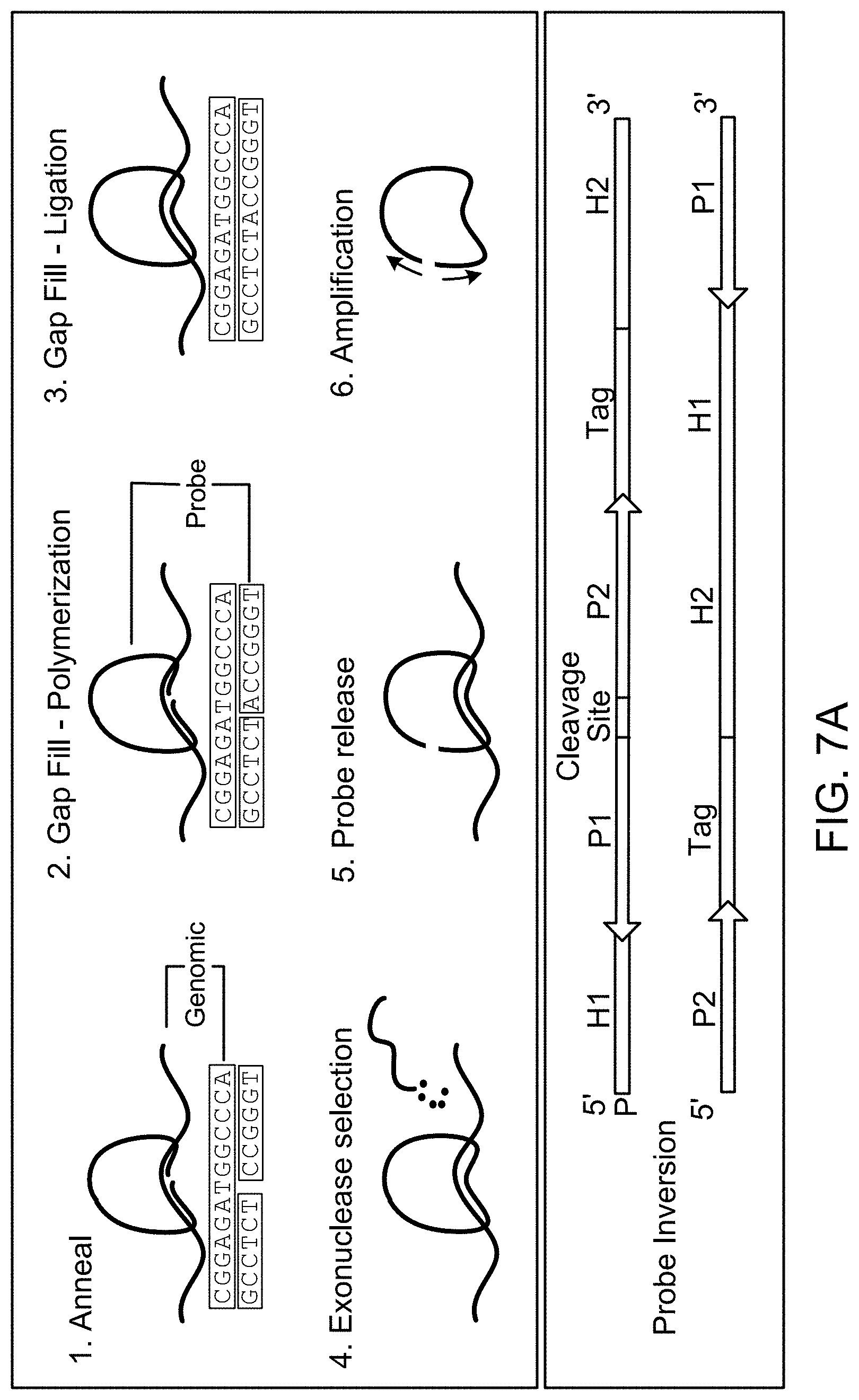 Patent US11781187 Figure 8 – Rare cell analysis using sample splitting and DNA tags