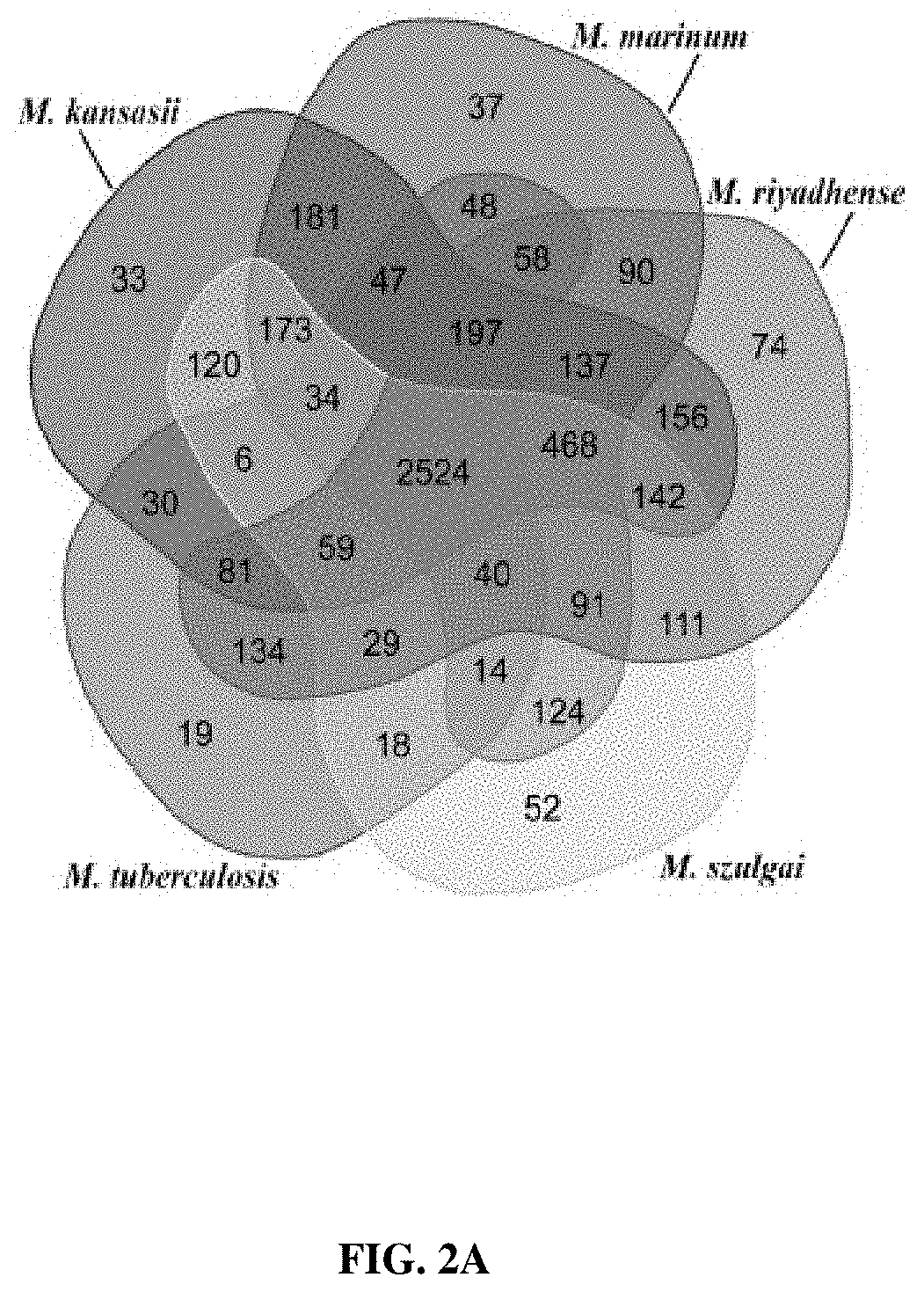 Patent US11781191 Figure 2 – Compositions and method for detecting Mycobacterium riyadhense