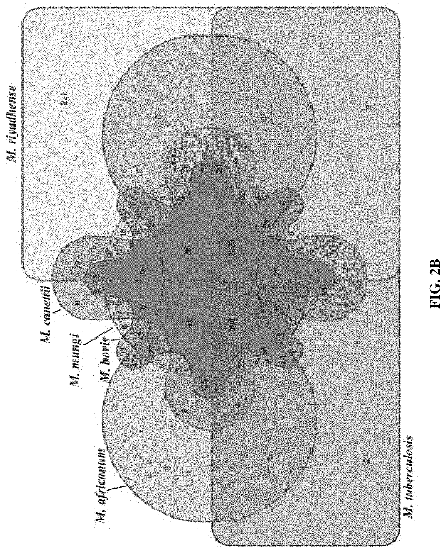 Patent US11781191 Figure 3 – Compositions and method for detecting Mycobacterium riyadhense