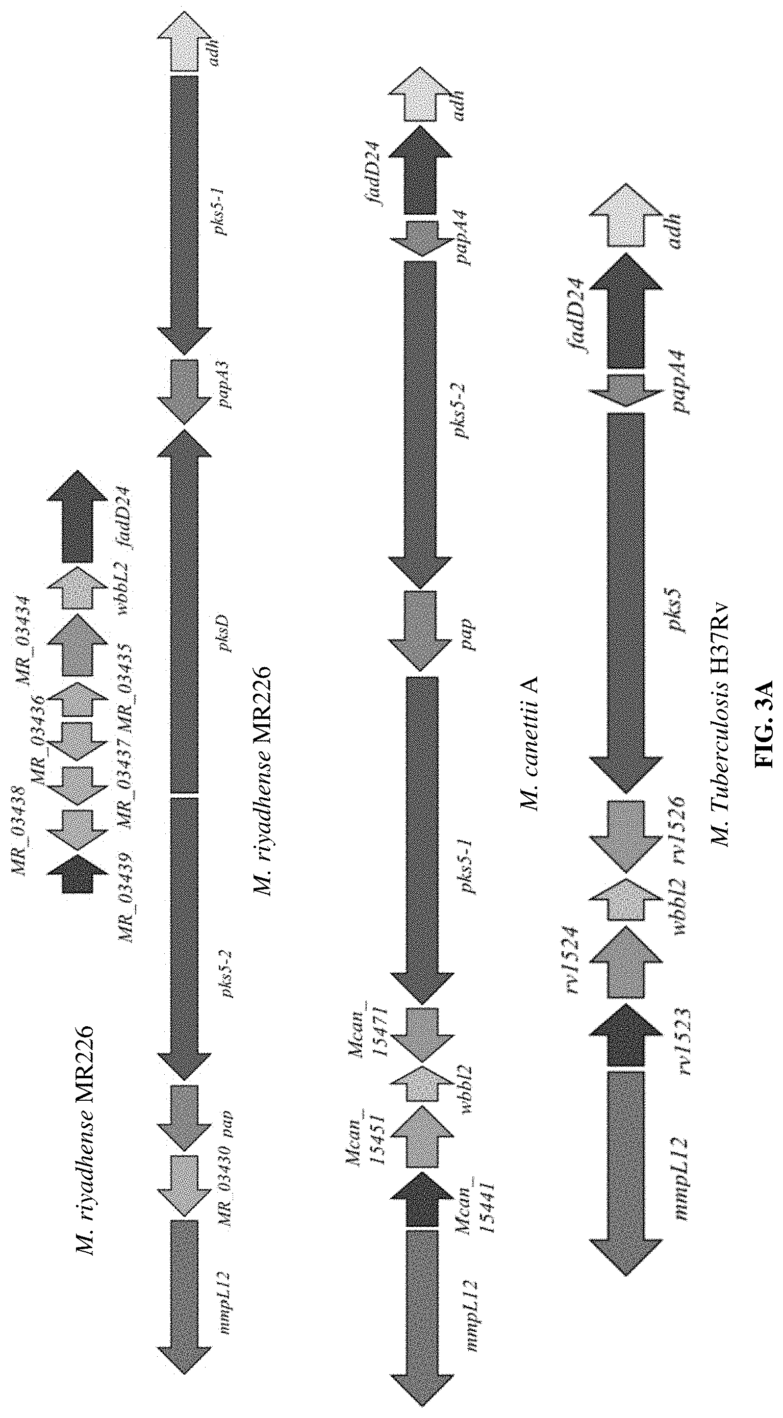 Patent US11781191 Figure 4 – Compositions and method for detecting Mycobacterium riyadhense