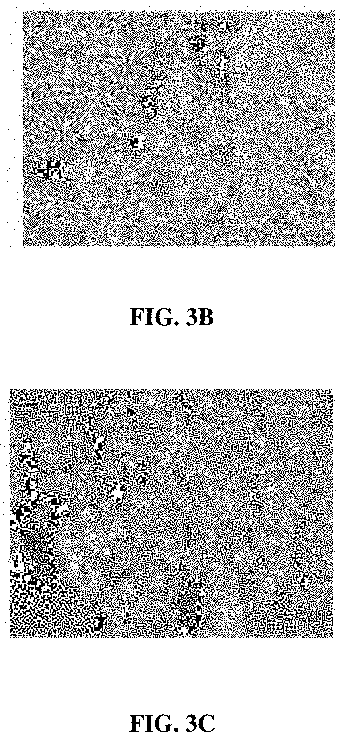 Patent US11781191 Figure 5 – Compositions and method for detecting Mycobacterium riyadhense