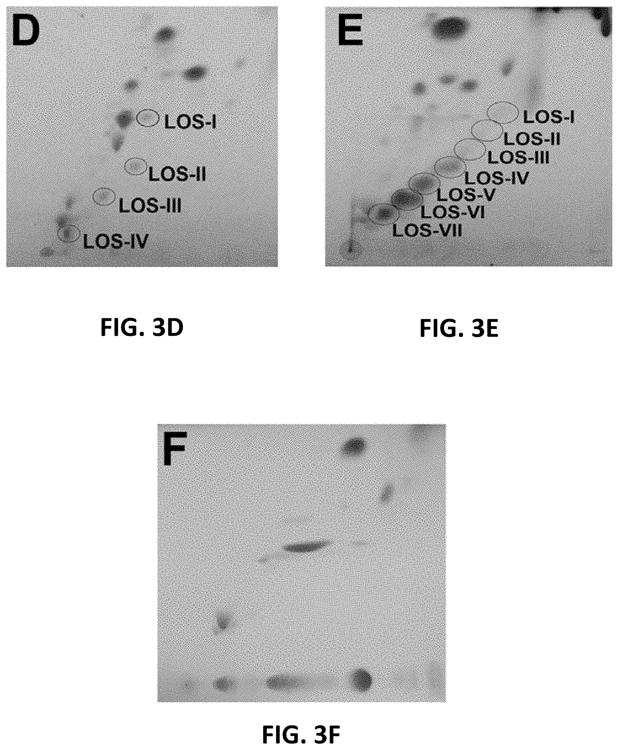 Patent US11781191 Figure 6 – Compositions and method for detecting Mycobacterium riyadhense