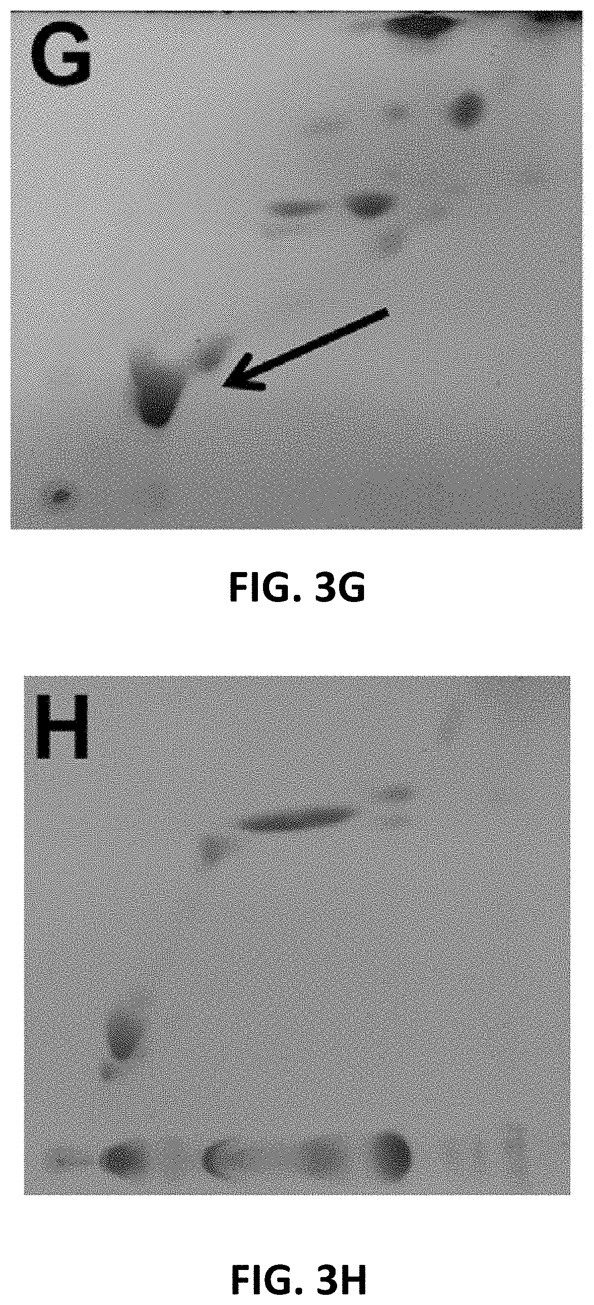 Patent US11781191 Figure 7 – Compositions and method for detecting Mycobacterium riyadhense