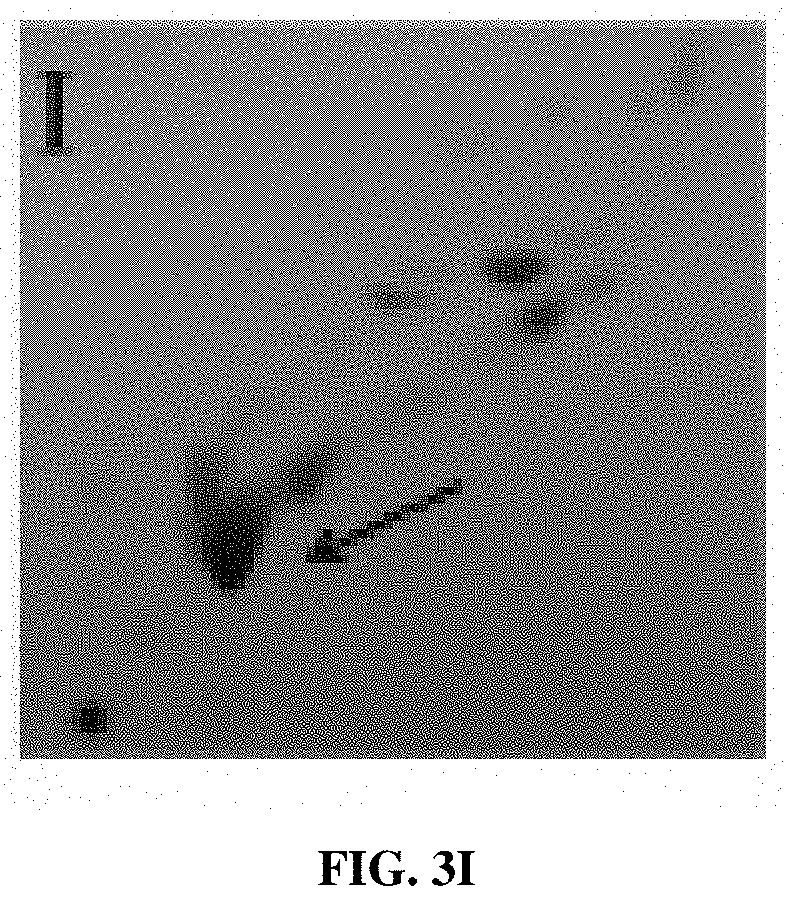 Patent US11781191 Figure 8 – Compositions and method for detecting Mycobacterium riyadhense