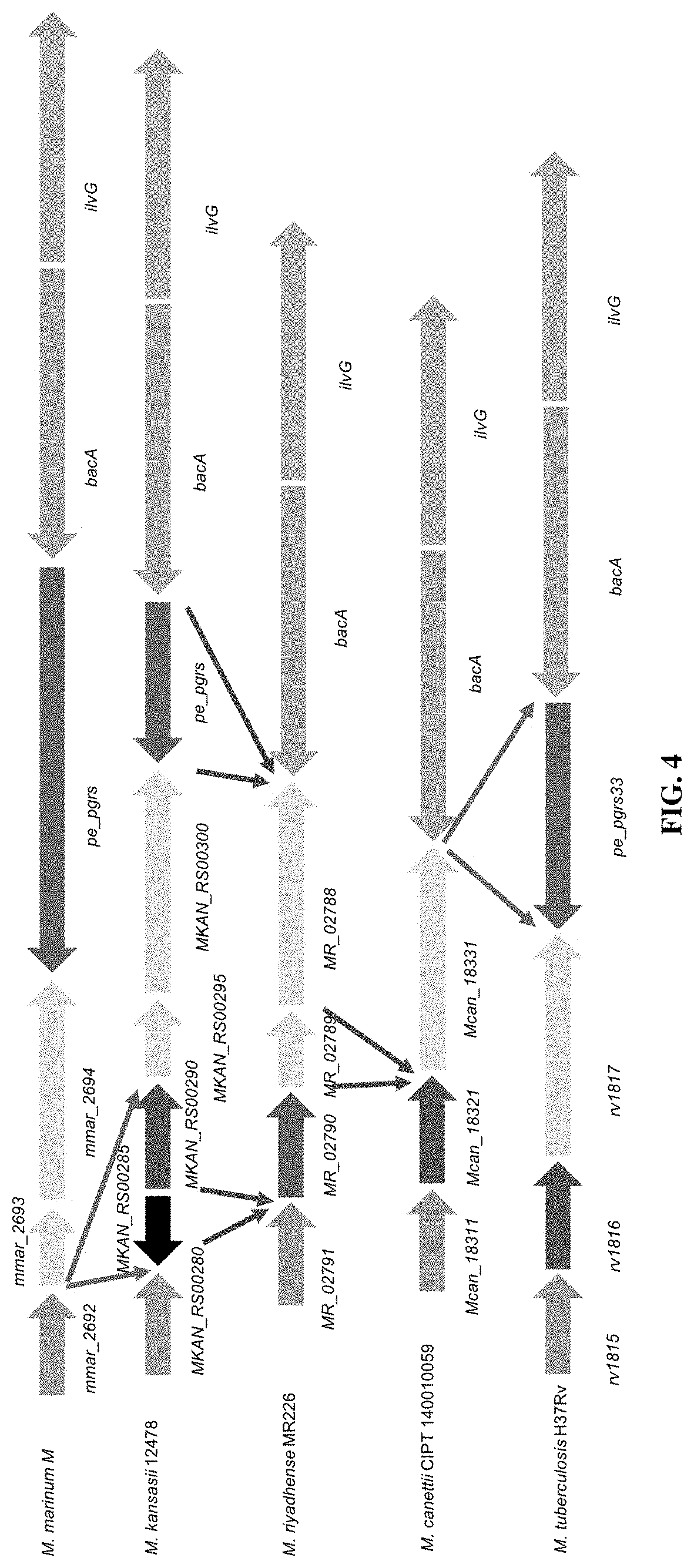 Patent US11781191 Figure 9 – Compositions and method for detecting Mycobacterium riyadhense