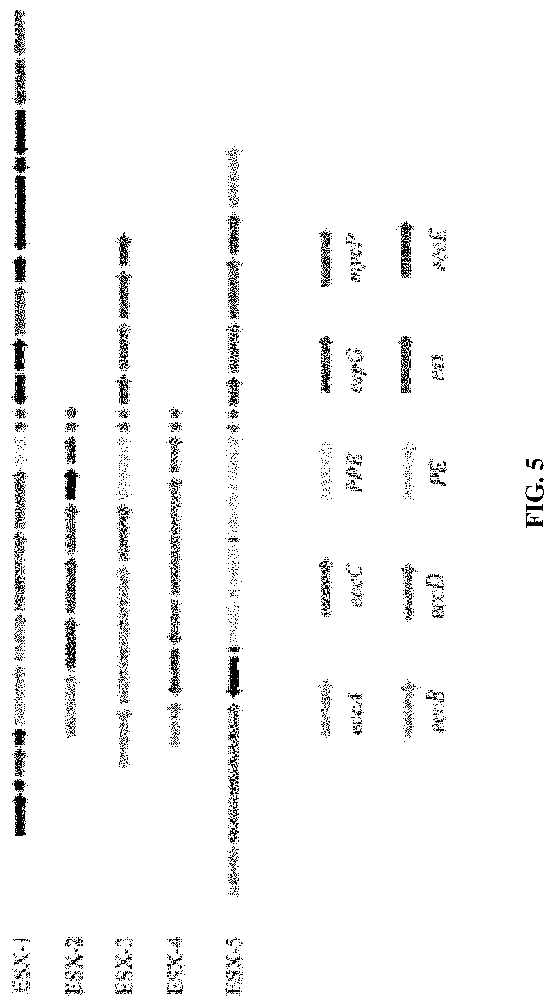 Patent US11781191 Figure 10 – Compositions and method for detecting Mycobacterium riyadhense