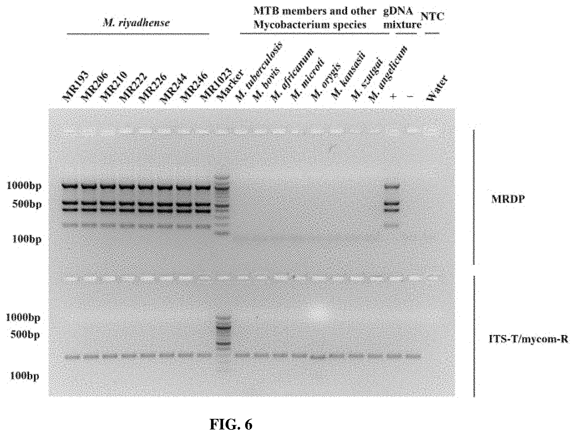 Patent US11781191 Figure 11 – Compositions and method for detecting Mycobacterium riyadhense