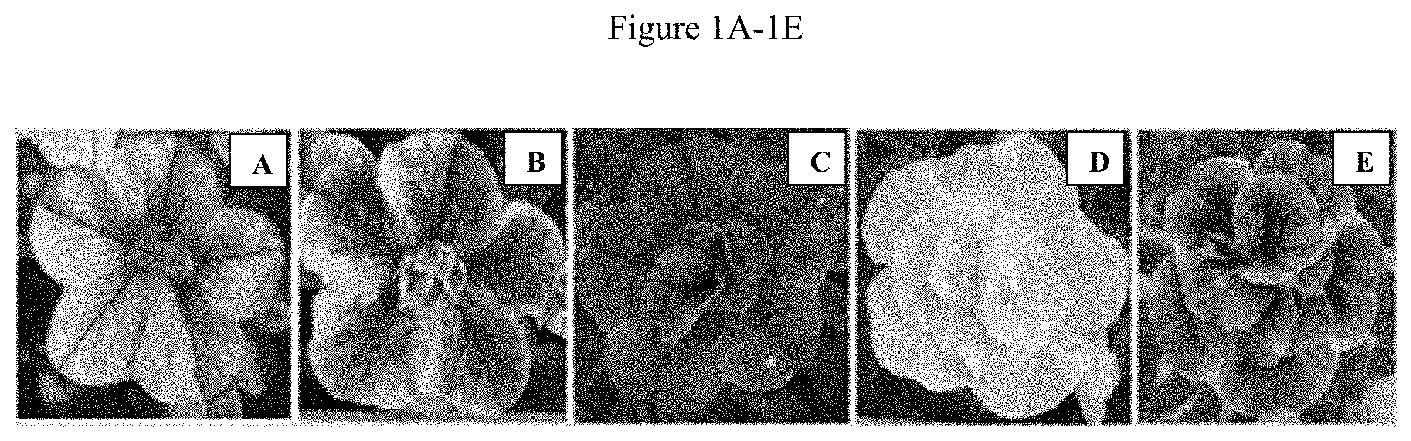 Patent US11781192 — Double-flowering dwarf Calibrachoa — Figure 1