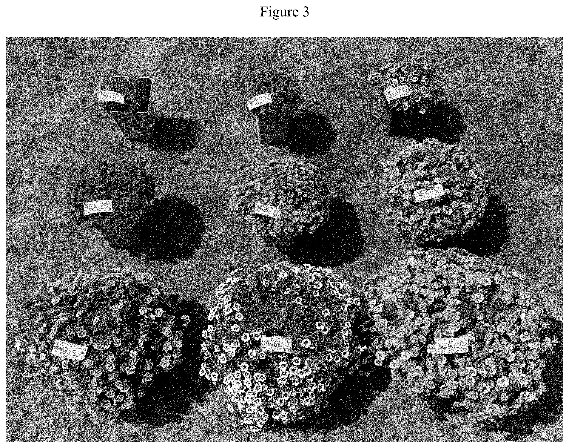 Patent US11781192 Figure 3 – Double-flowering dwarf Calibrachoa
