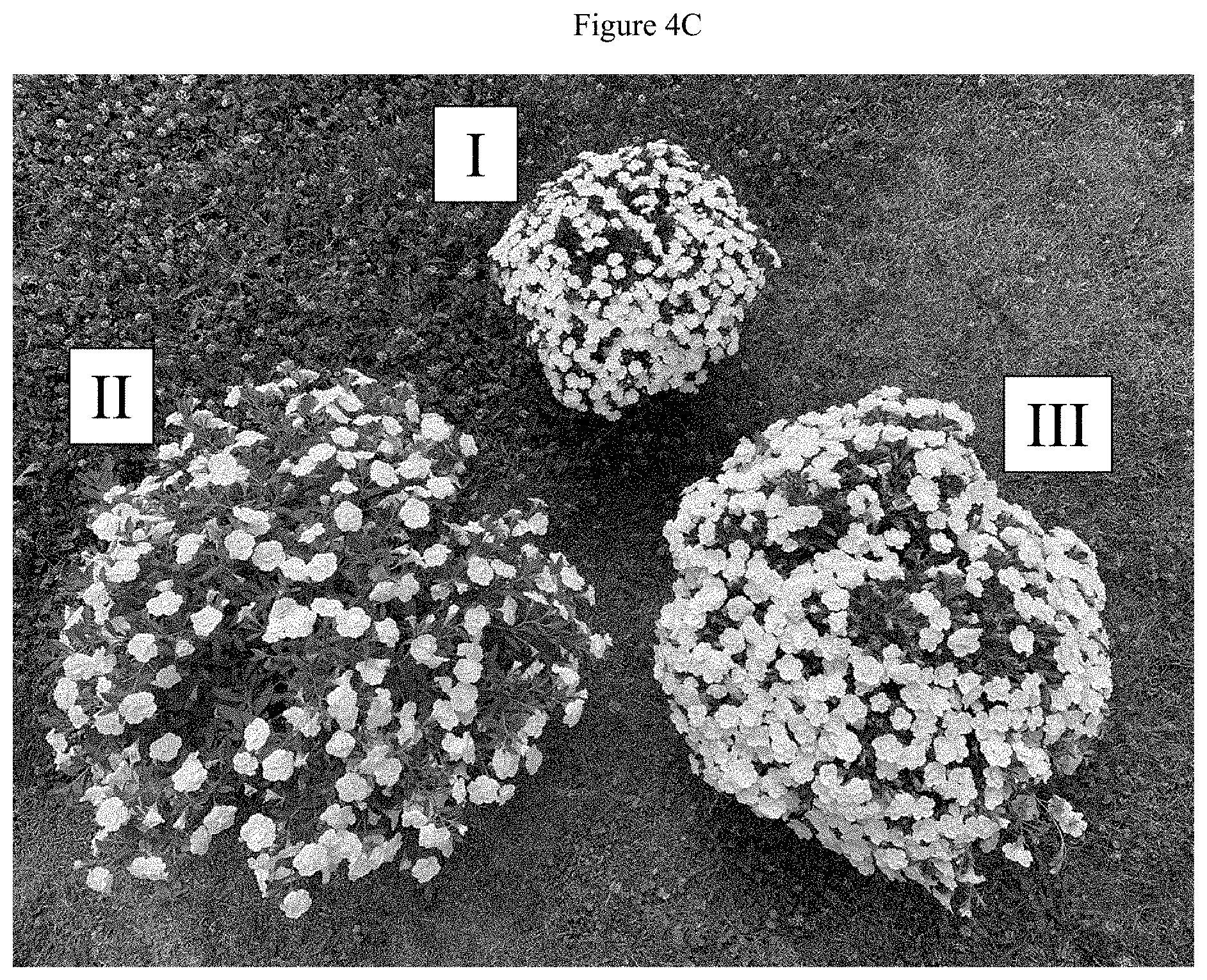 Patent US11781192 Figure 5 – Double-flowering dwarf Calibrachoa