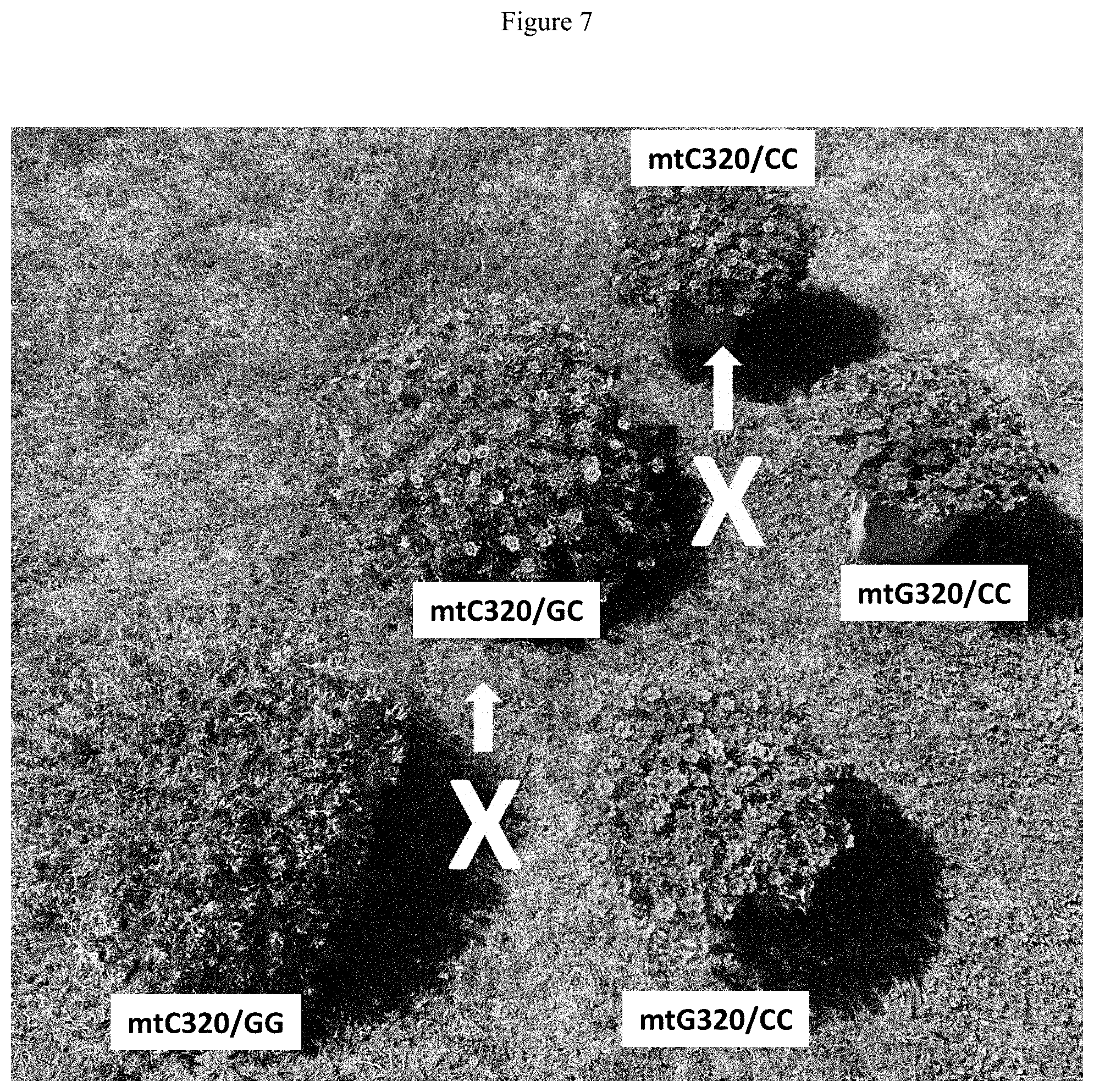 Patent US11781192 Figure 7 – Double-flowering dwarf Calibrachoa