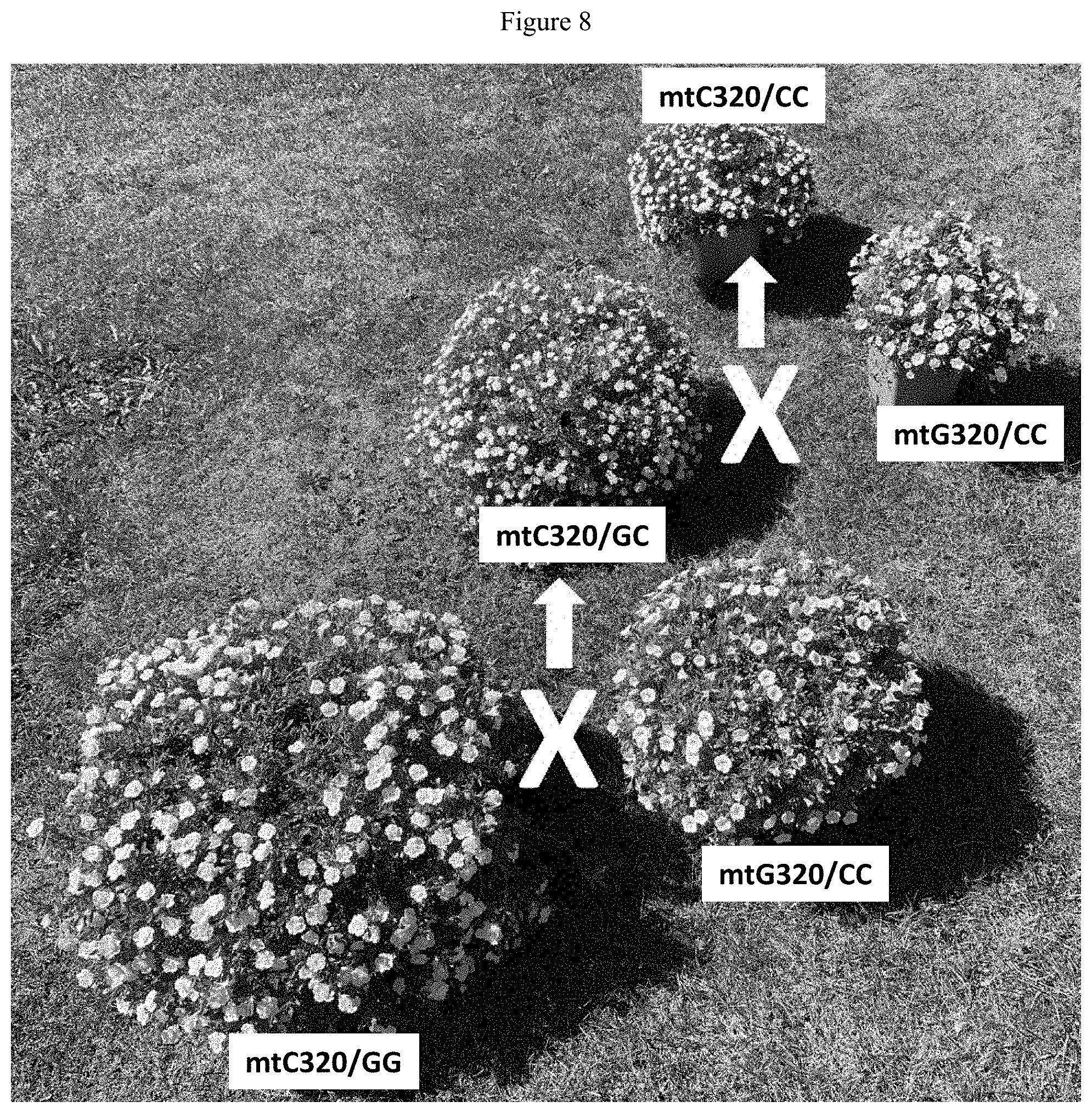 Patent US11781192 Figure 8 – Double-flowering dwarf Calibrachoa