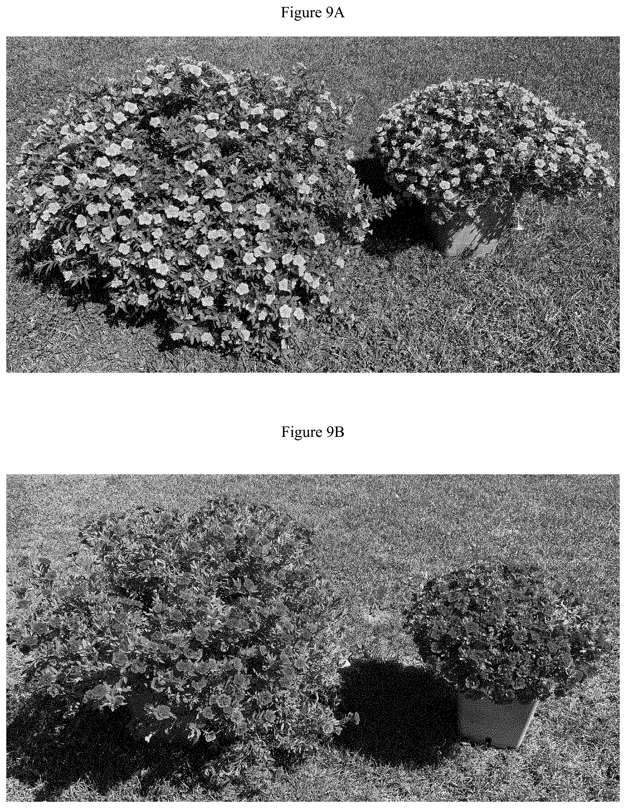 Patent US11781192 Figure 9 – Double-flowering dwarf Calibrachoa