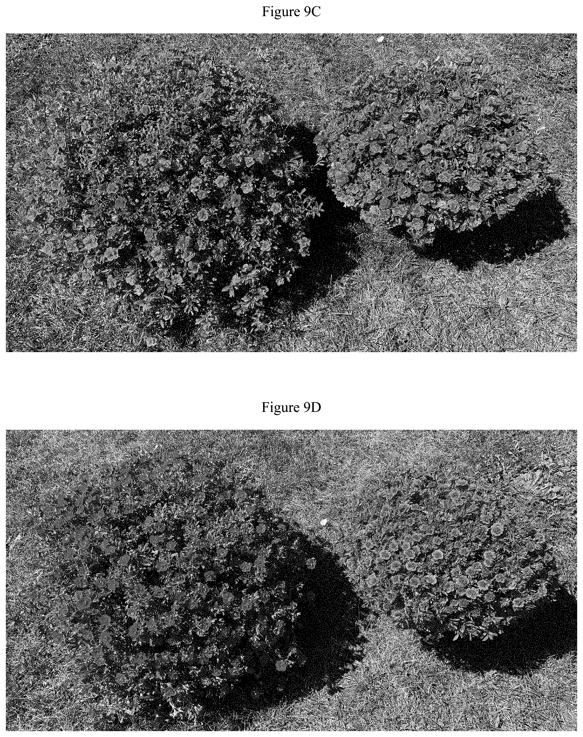 Patent US11781192 Figure 10 – Double-flowering dwarf Calibrachoa