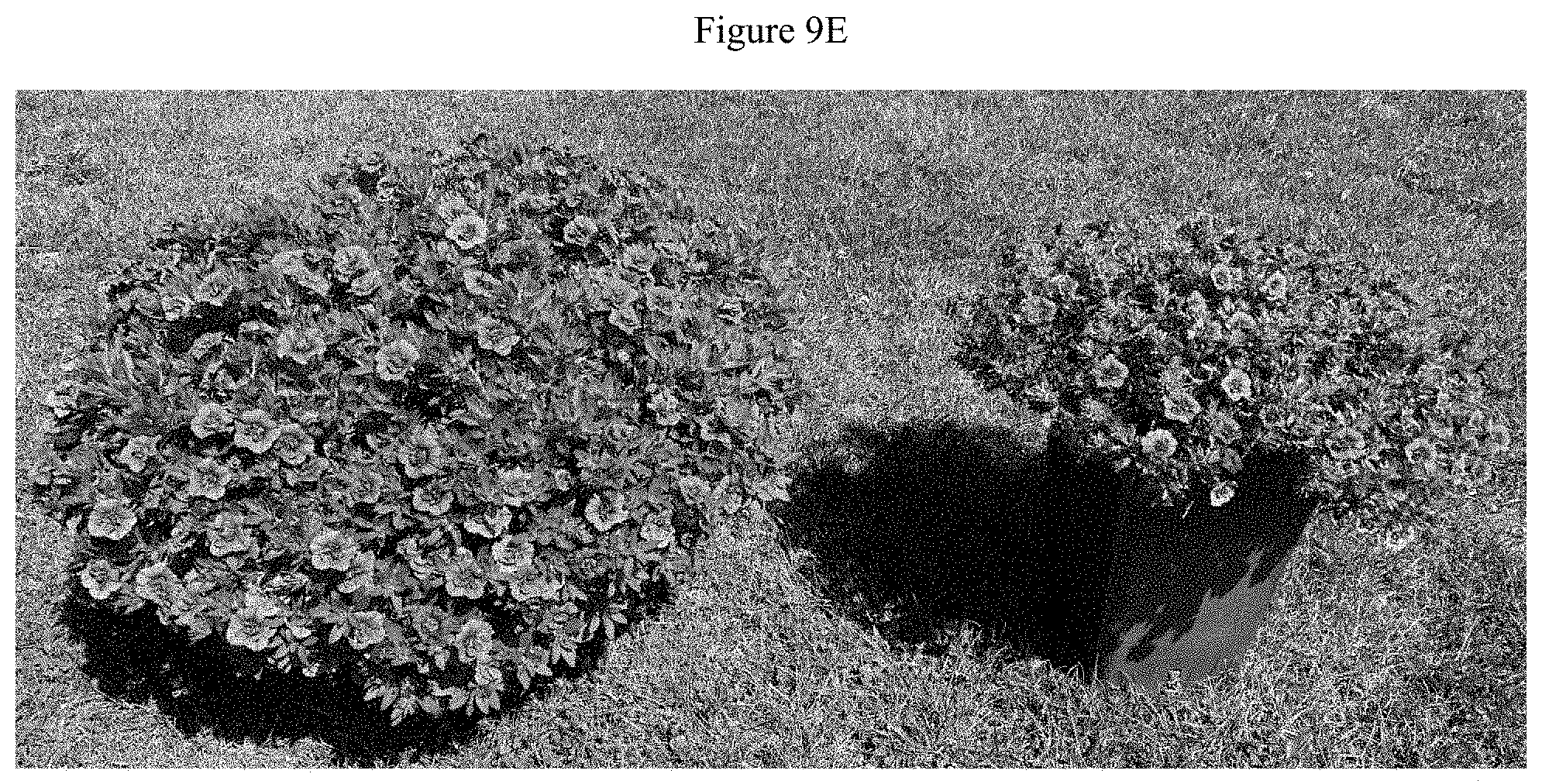 Patent US11781192 Figure 11 – Double-flowering dwarf Calibrachoa