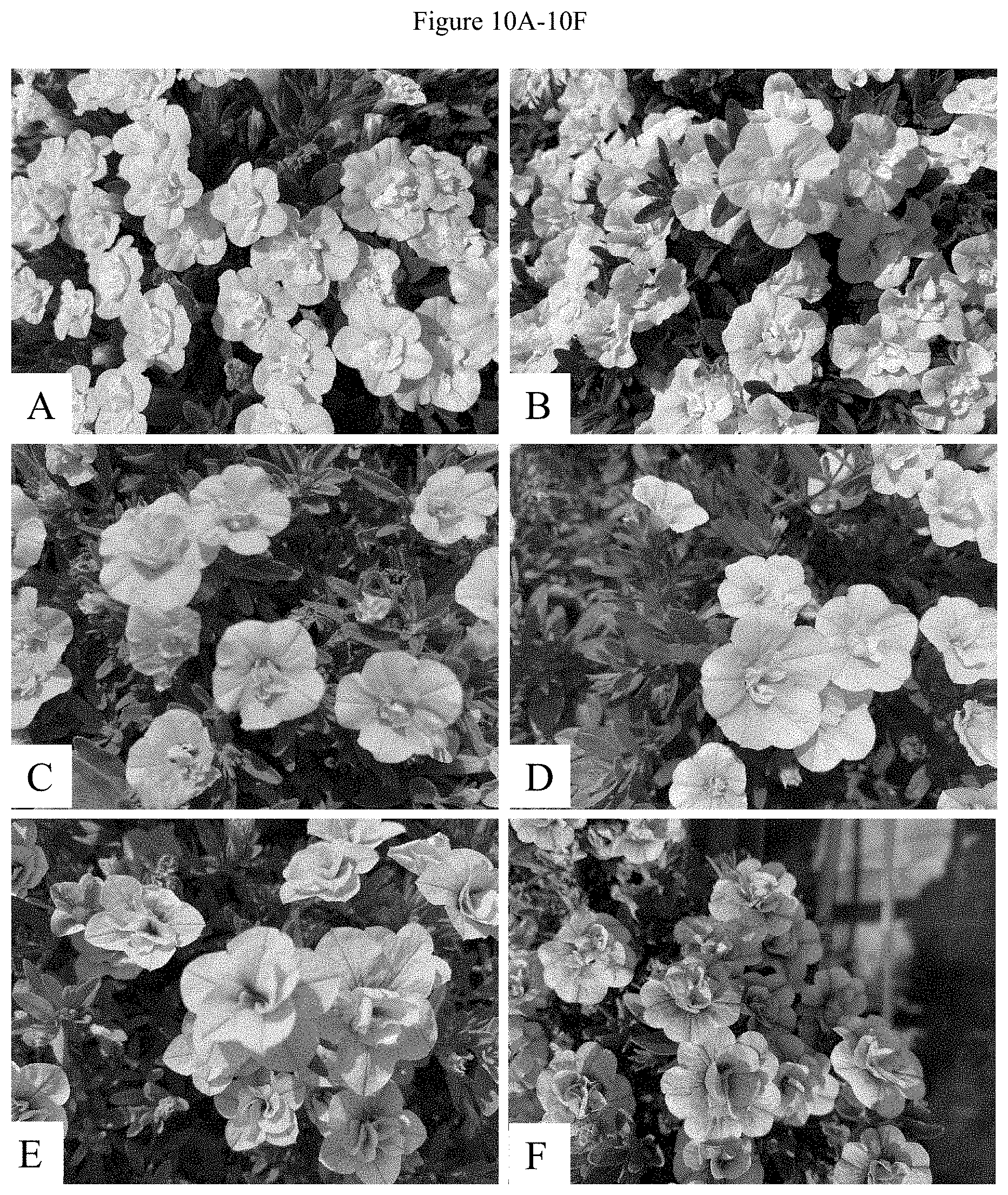 Patent US11781192 Figure 12 – Double-flowering dwarf Calibrachoa
