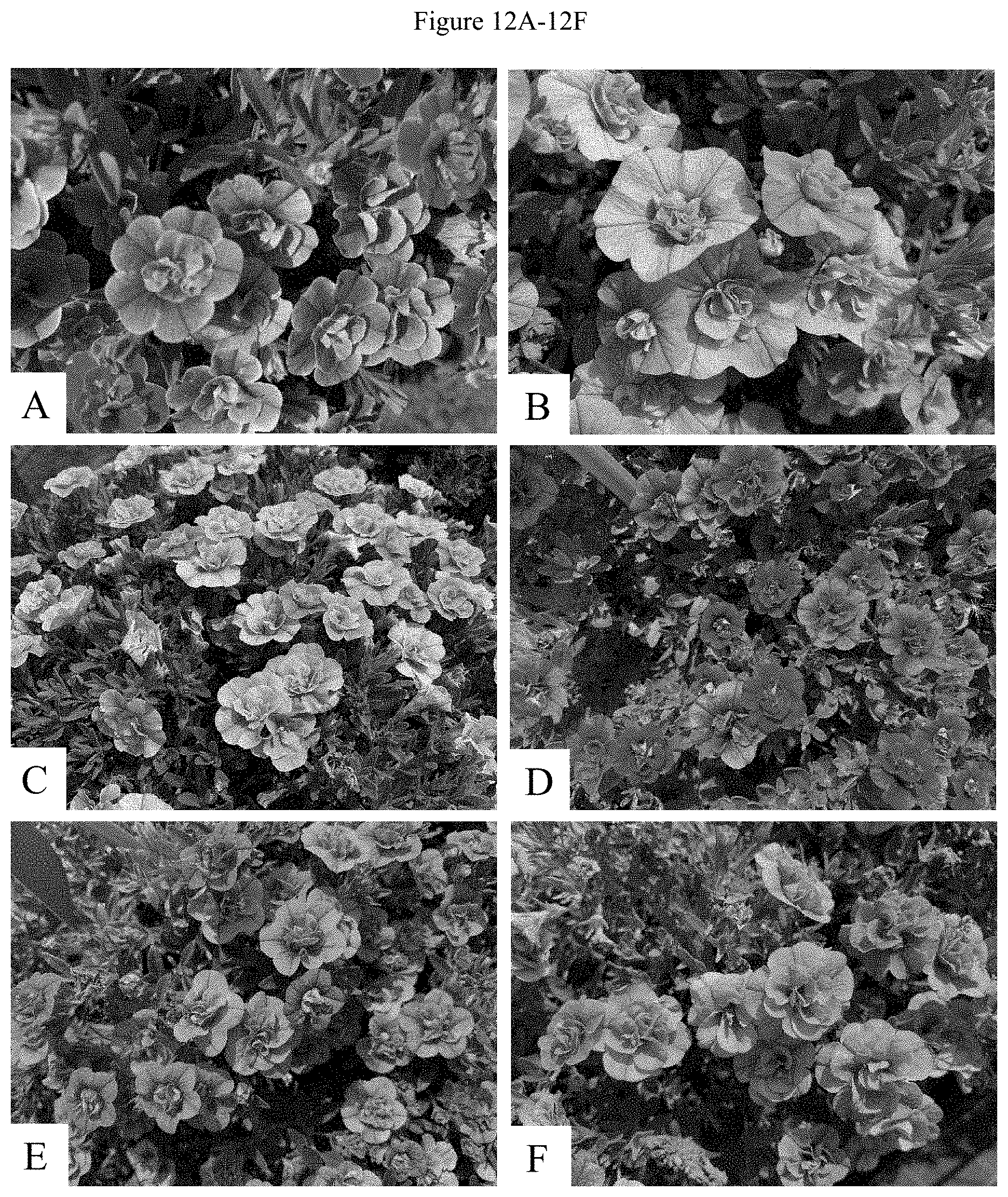 Patent US11781192 Figure 14 – Double-flowering dwarf Calibrachoa