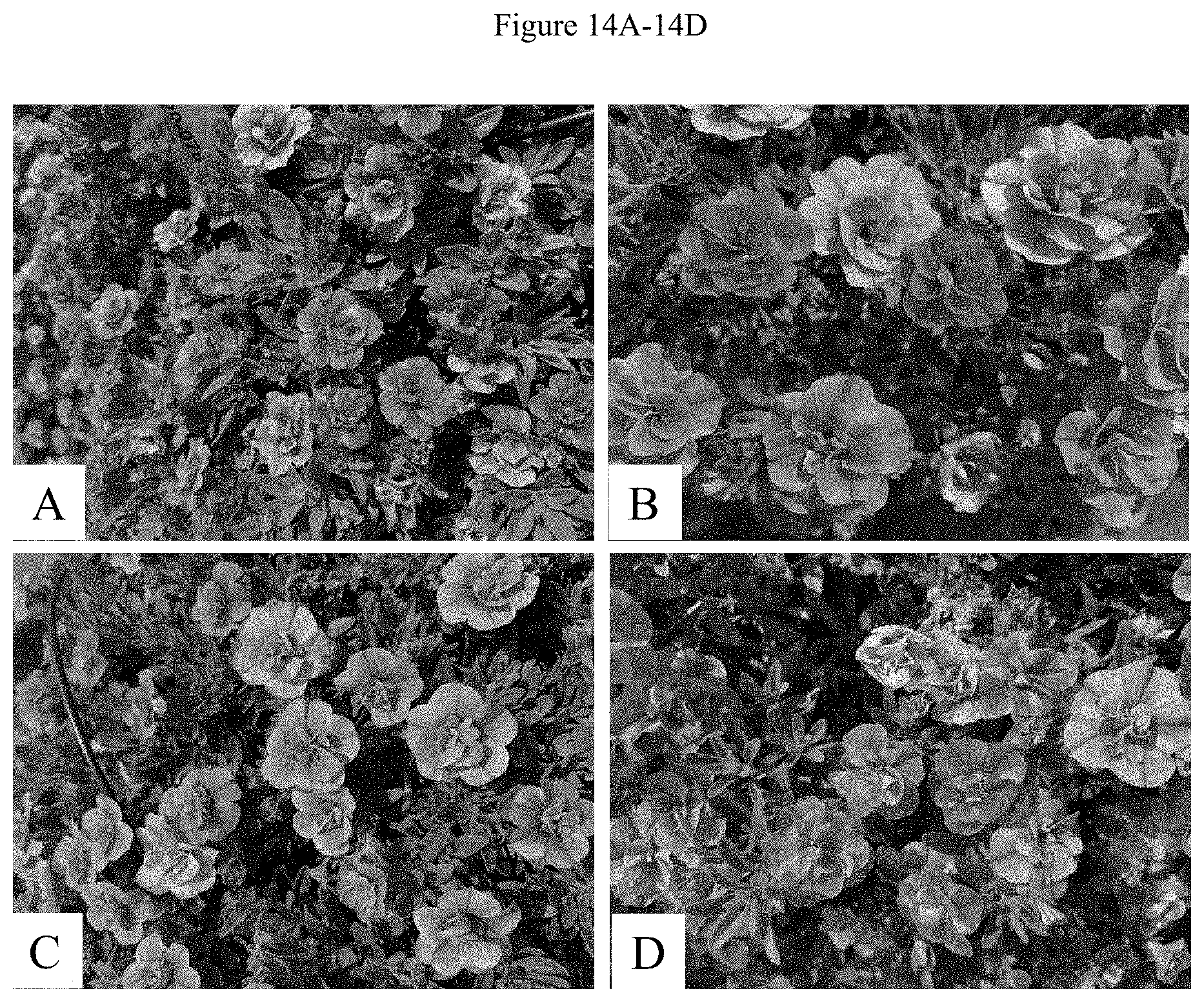 Patent US11781192 Figure 16 – Double-flowering dwarf Calibrachoa