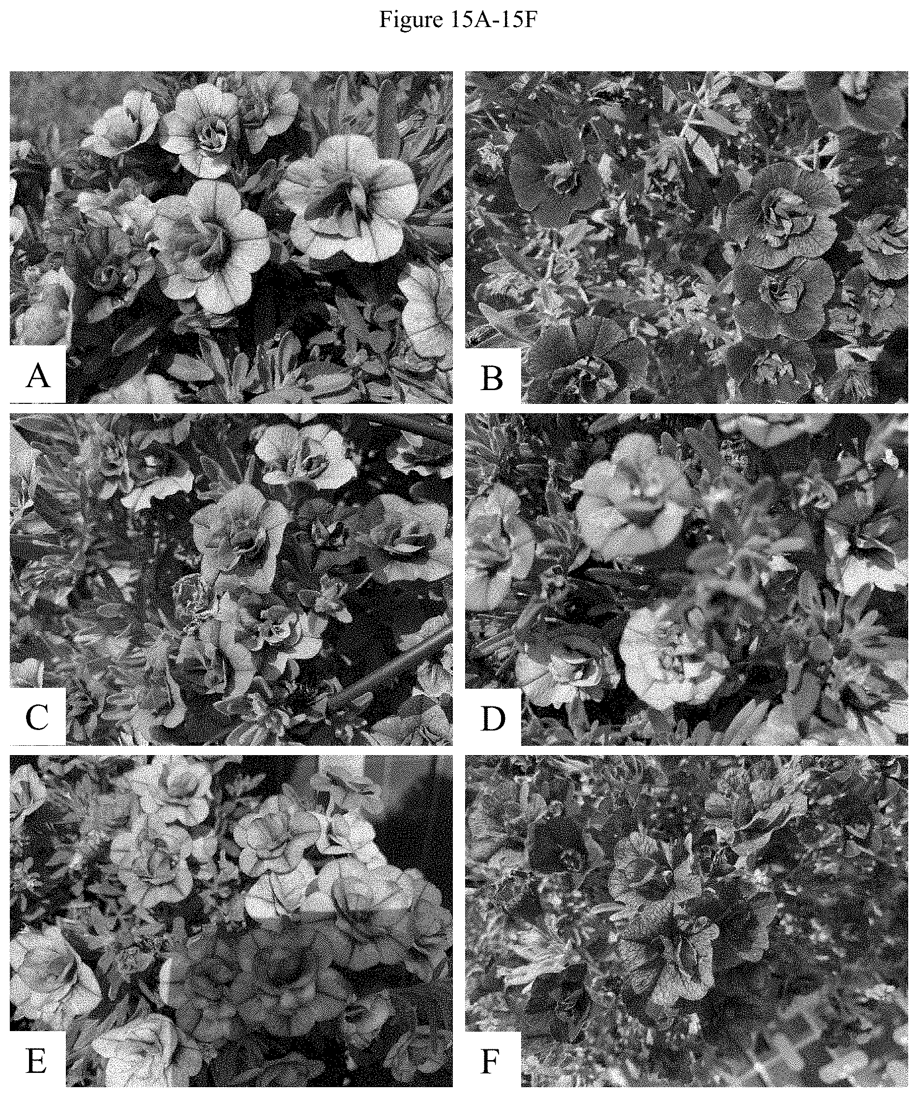 Patent US11781192 Figure 17 – Double-flowering dwarf Calibrachoa
