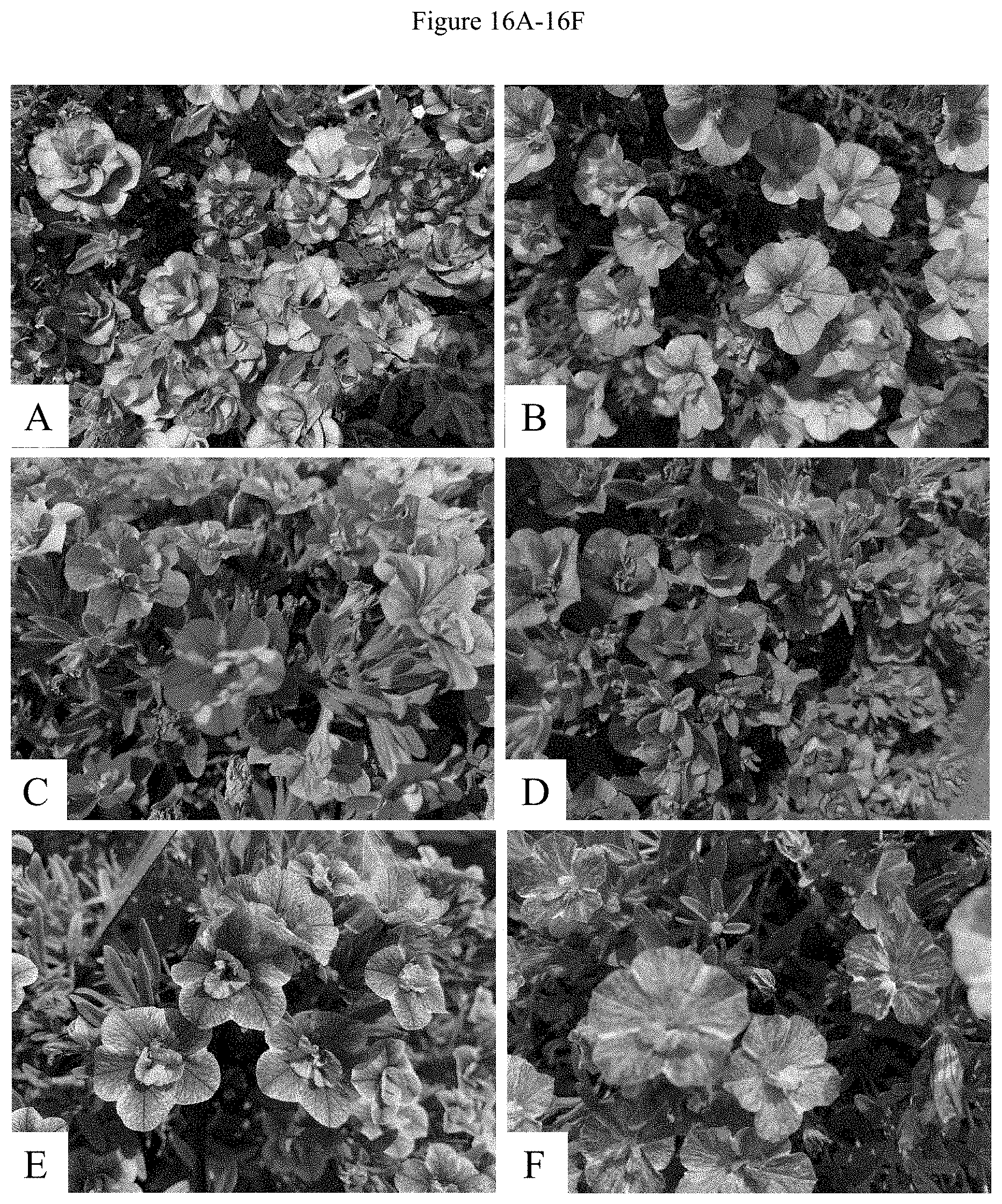 Patent US11781192 Figure 18 – Double-flowering dwarf Calibrachoa