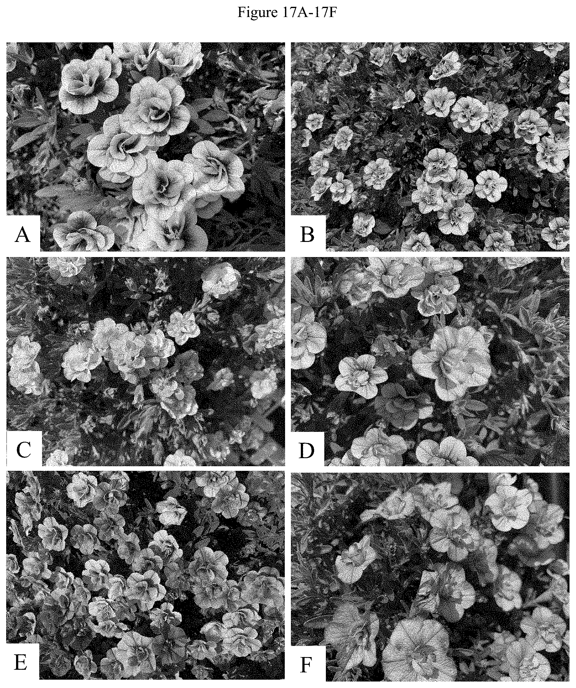 Patent US11781192 Figure 19 – Double-flowering dwarf Calibrachoa