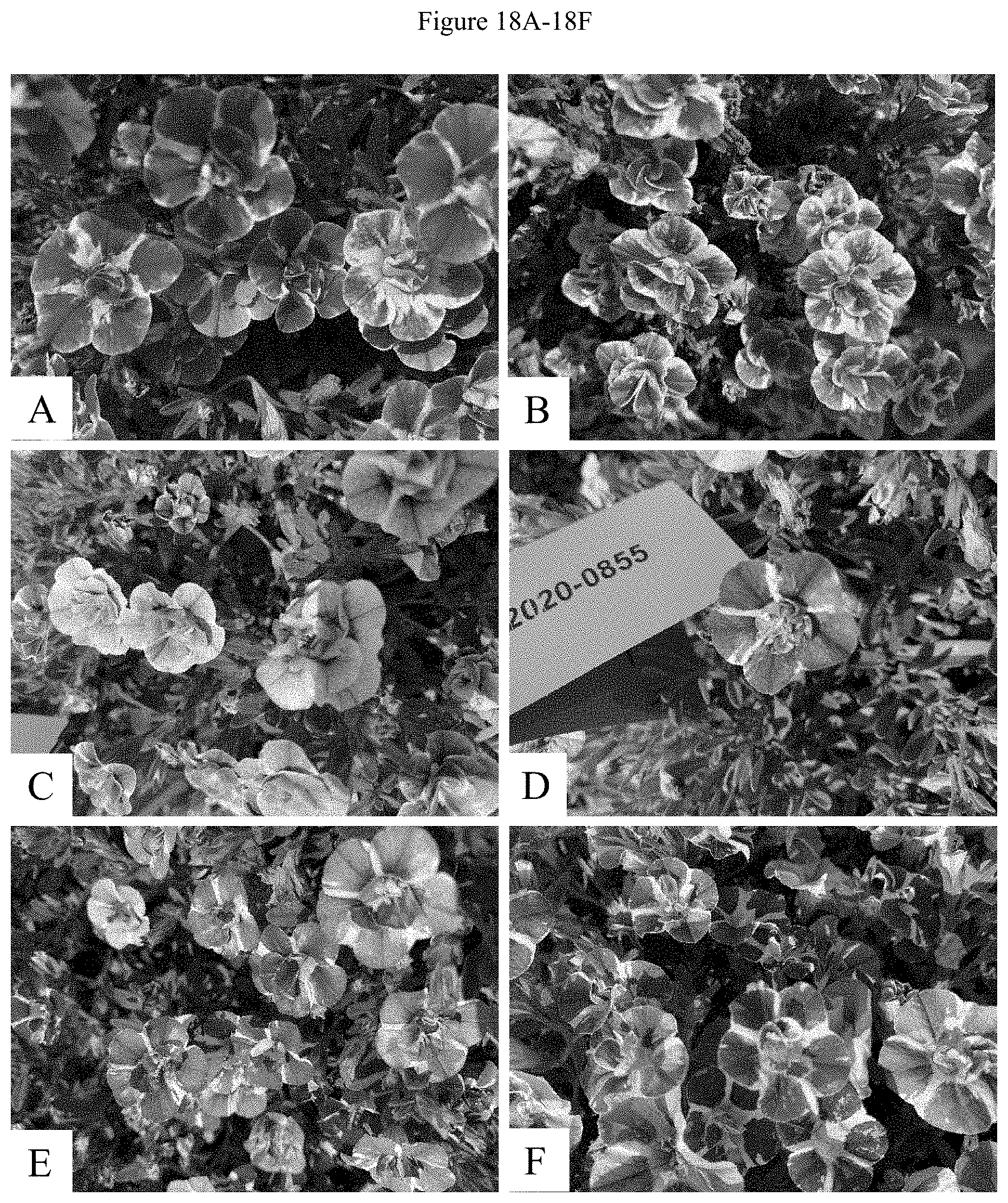 Patent US11781192 Figure 20 – Double-flowering dwarf Calibrachoa