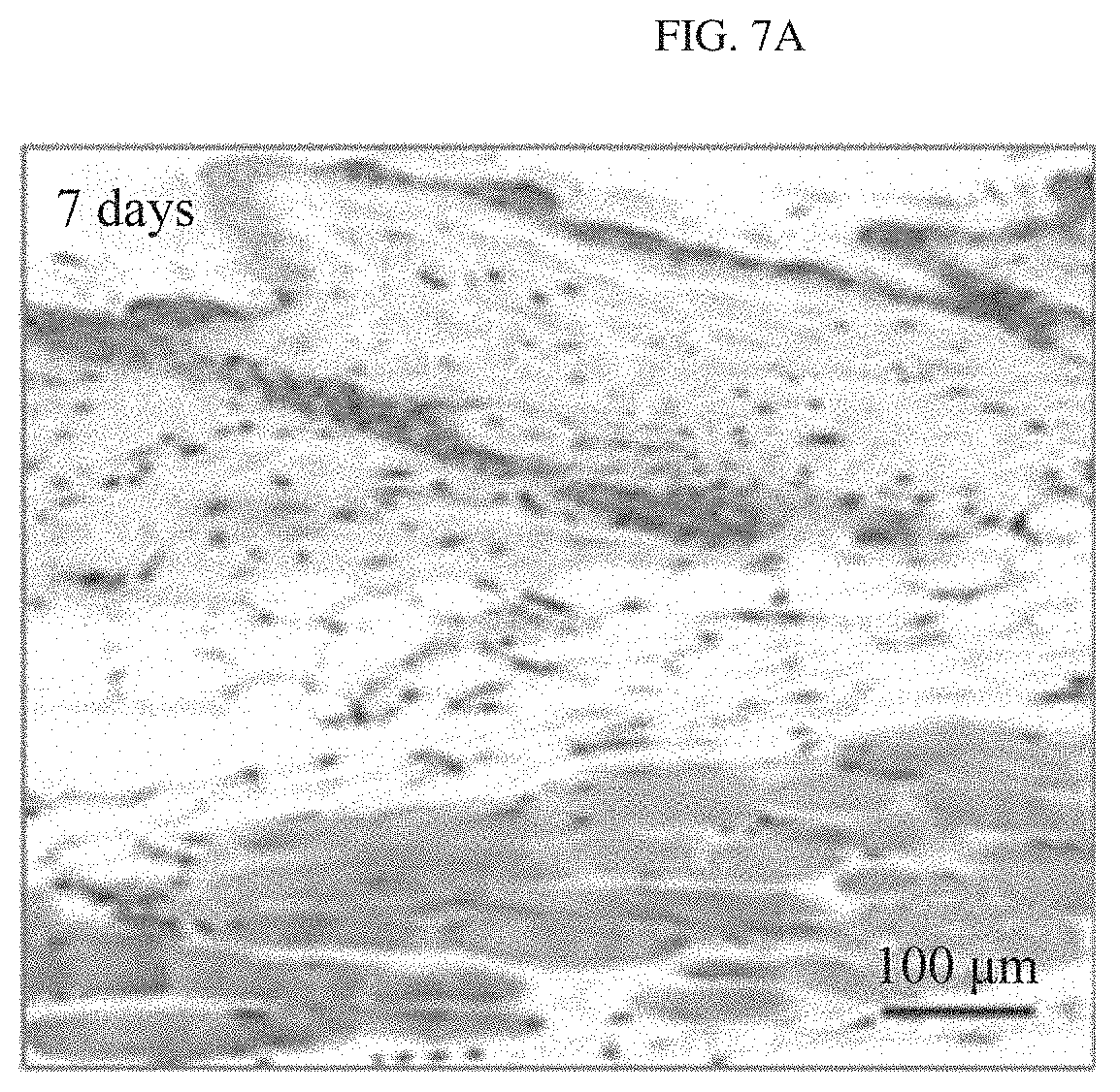 Patent US11781217 Figure 19 – Transient sensor using molybdenum disulfide and method of manufacturing the same