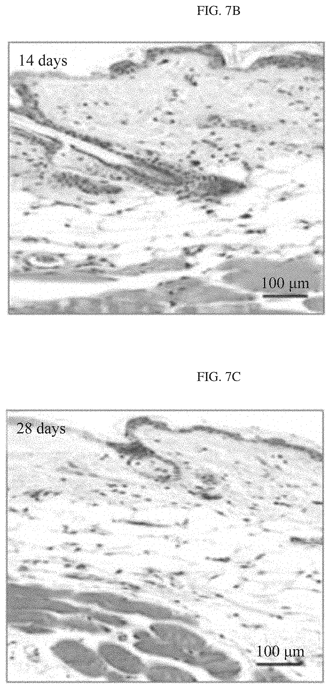 Patent US11781217 Figure 20 – Transient sensor using molybdenum disulfide and method of manufacturing the same