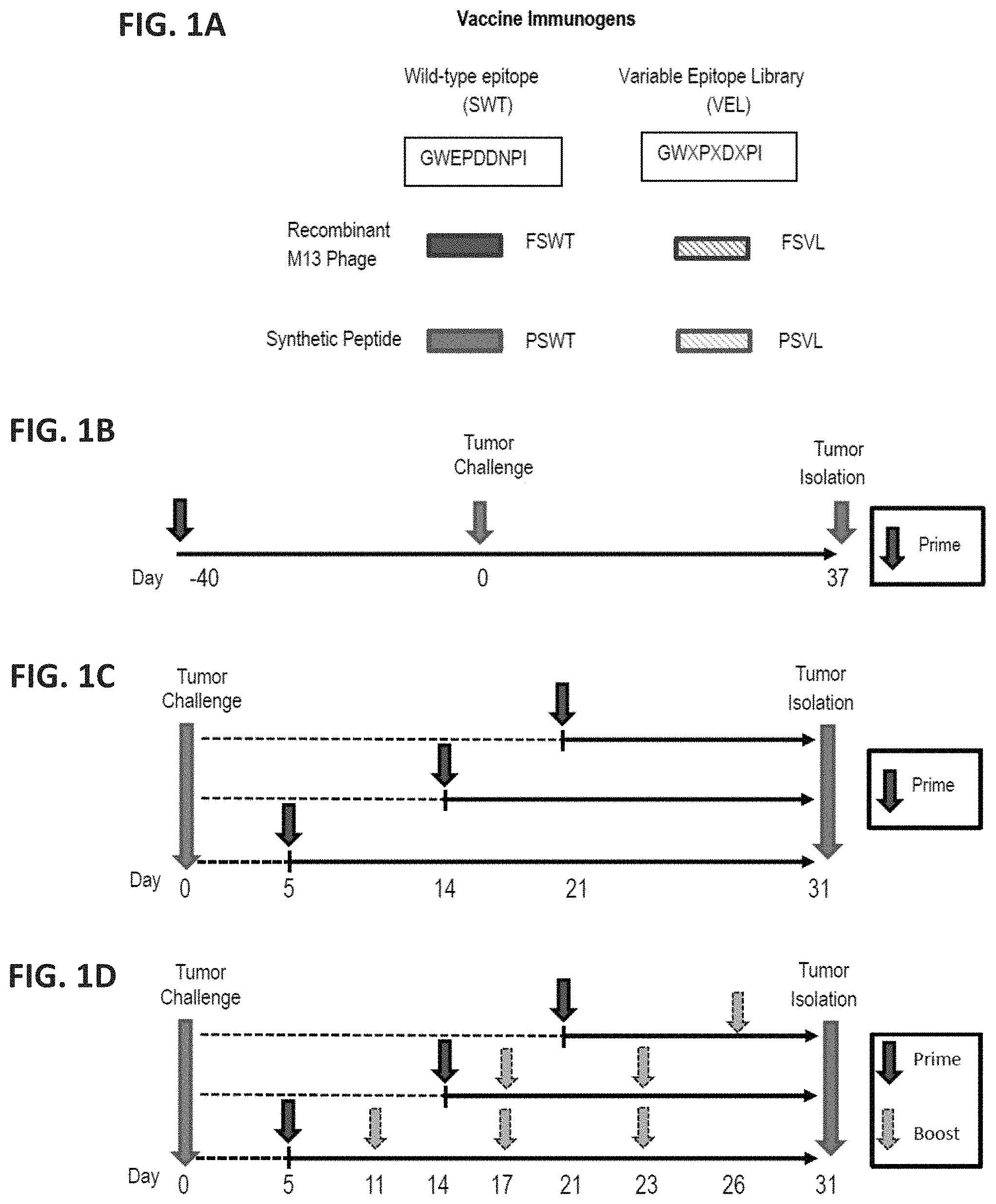 Patent US11781247 Figure 1 – Variable epitope library compositions and methods of therapeutic and prophylactic use