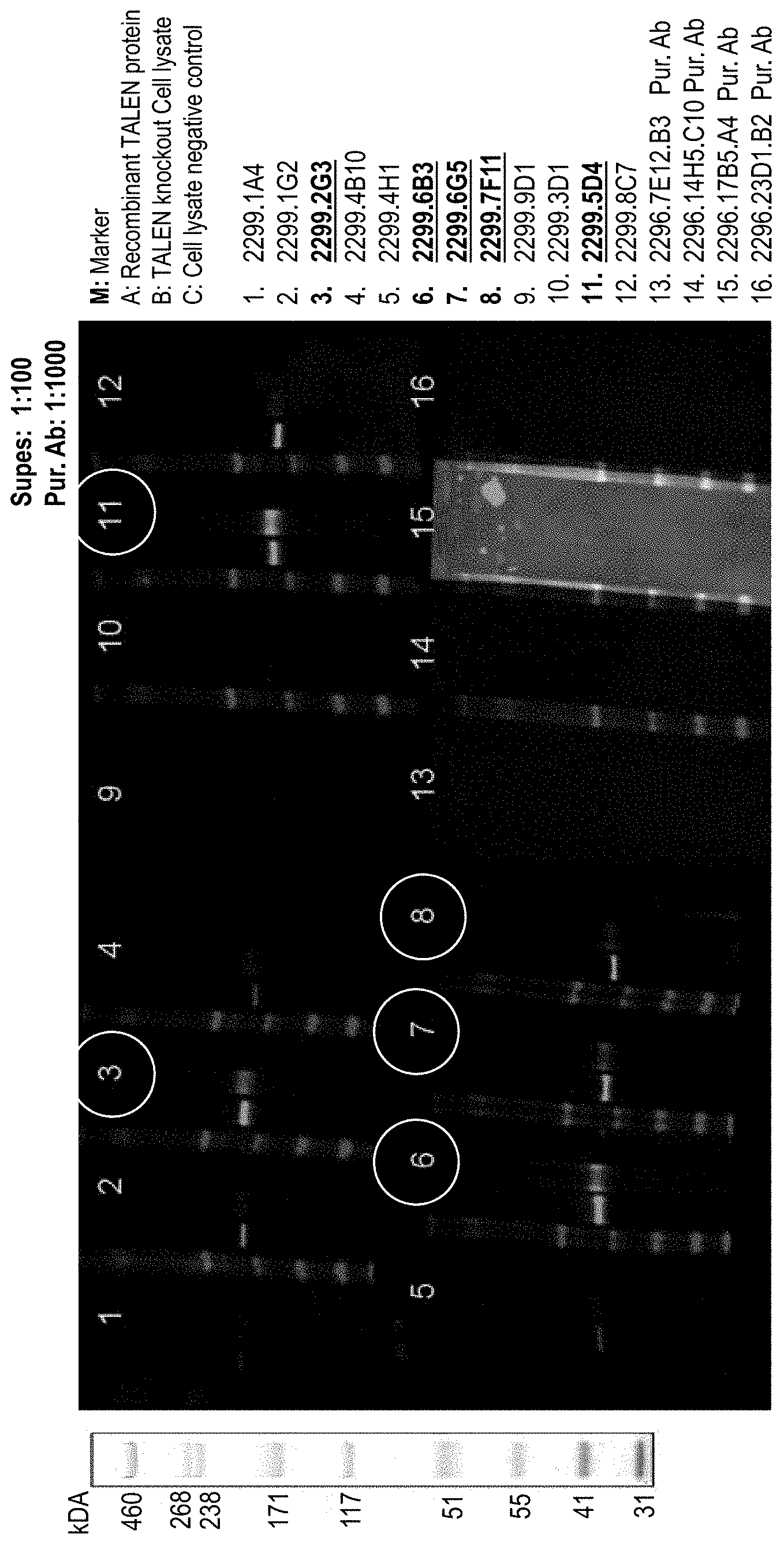 Patent US11781248 Figure 1 – Anti-TALEN antibodies and uses thereof