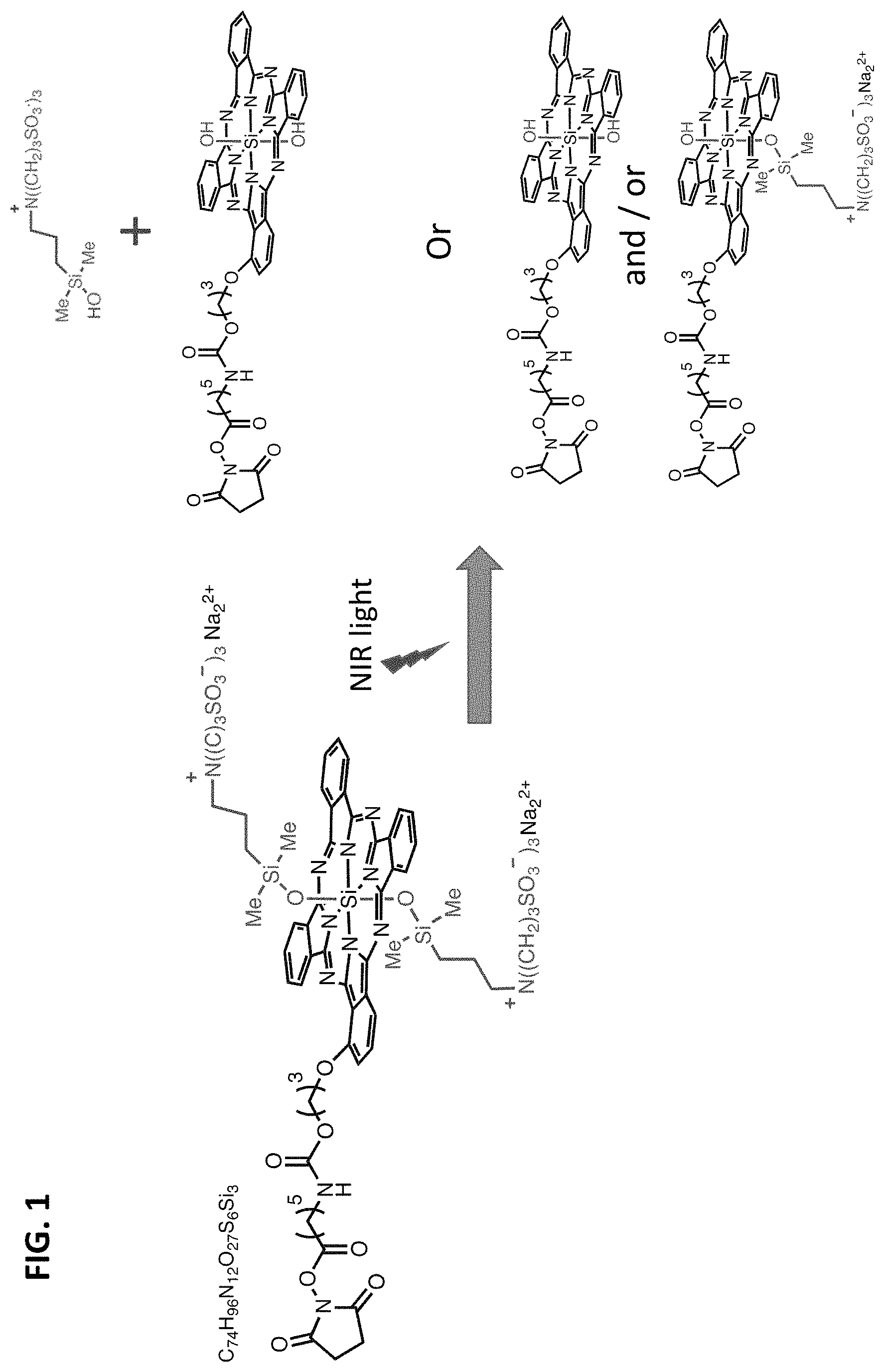 Patent US11781955 Figure 1 – Photo-controlled removal of targets in vitro and in vivo