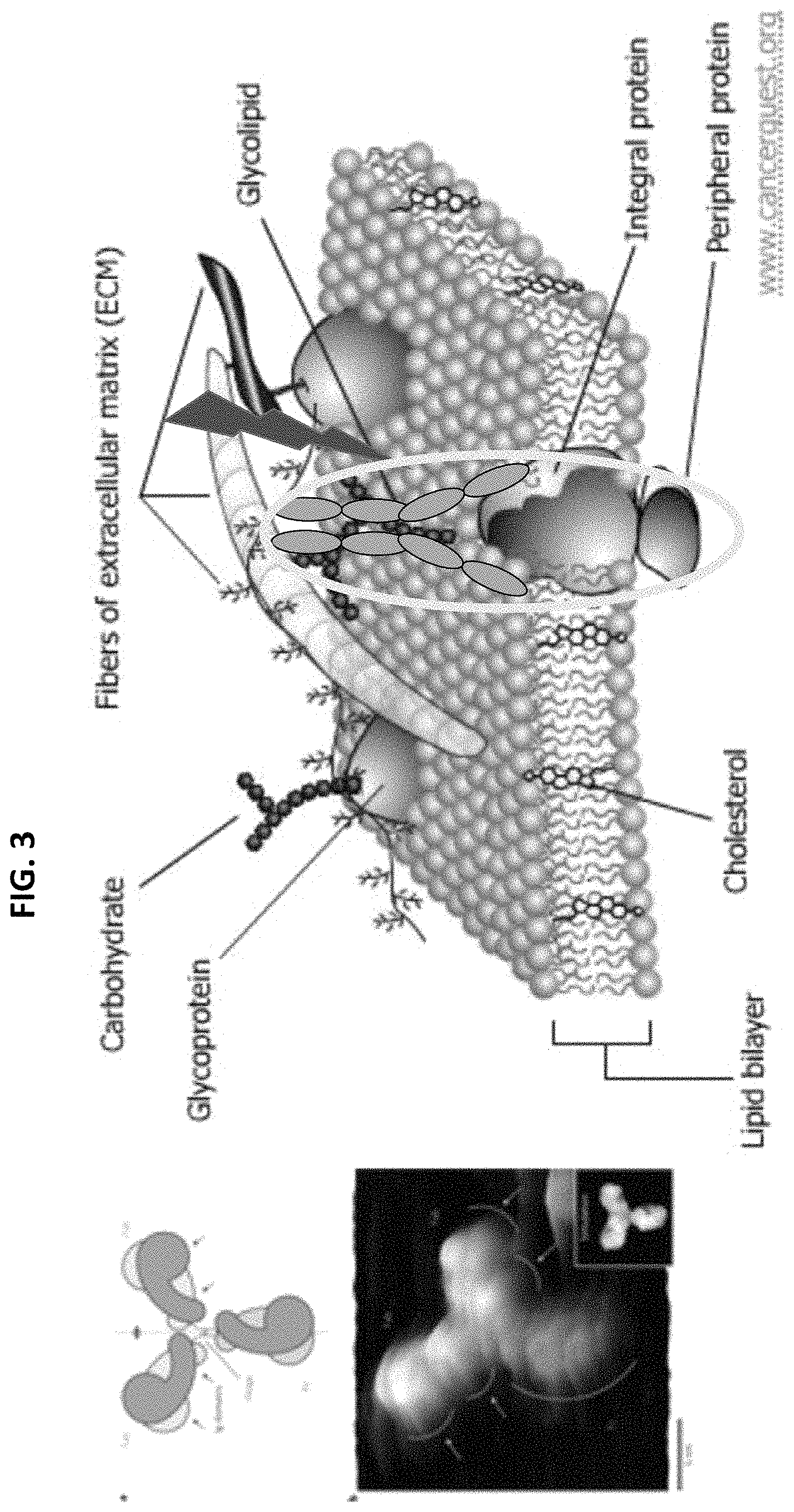 Patent US11781955 Figure 3 – Photo-controlled removal of targets in vitro and in vivo