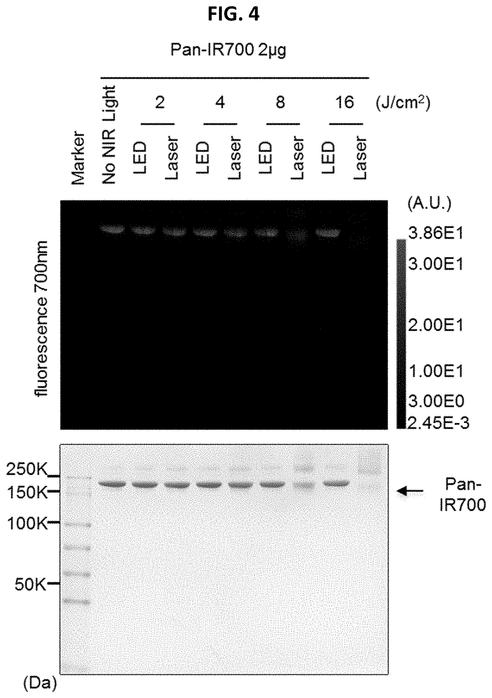 Patent US11781955 Figure 4 – Photo-controlled removal of targets in vitro and in vivo