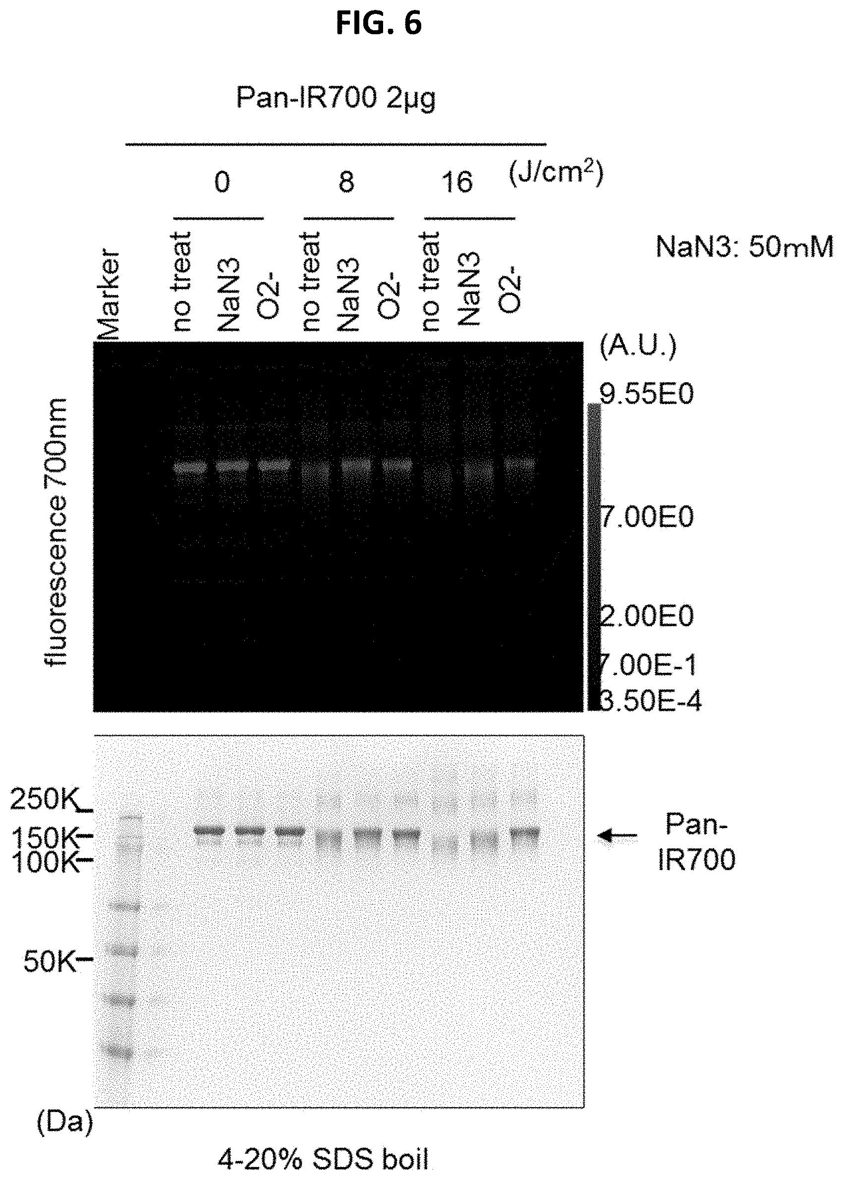 Patent US11781955 Figure 6 – Photo-controlled removal of targets in vitro and in vivo