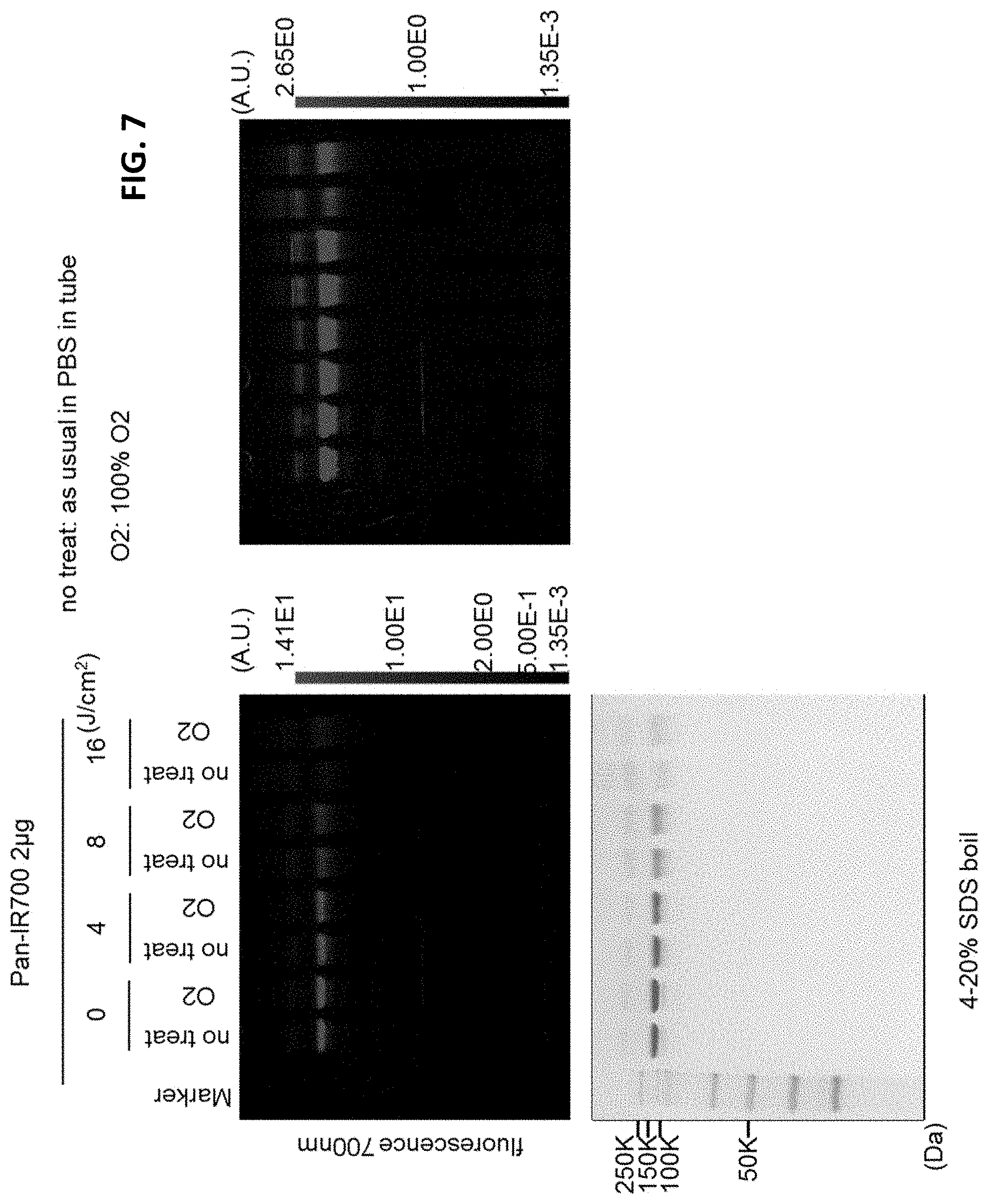 Patent US11781955 Figure 7 – Photo-controlled removal of targets in vitro and in vivo