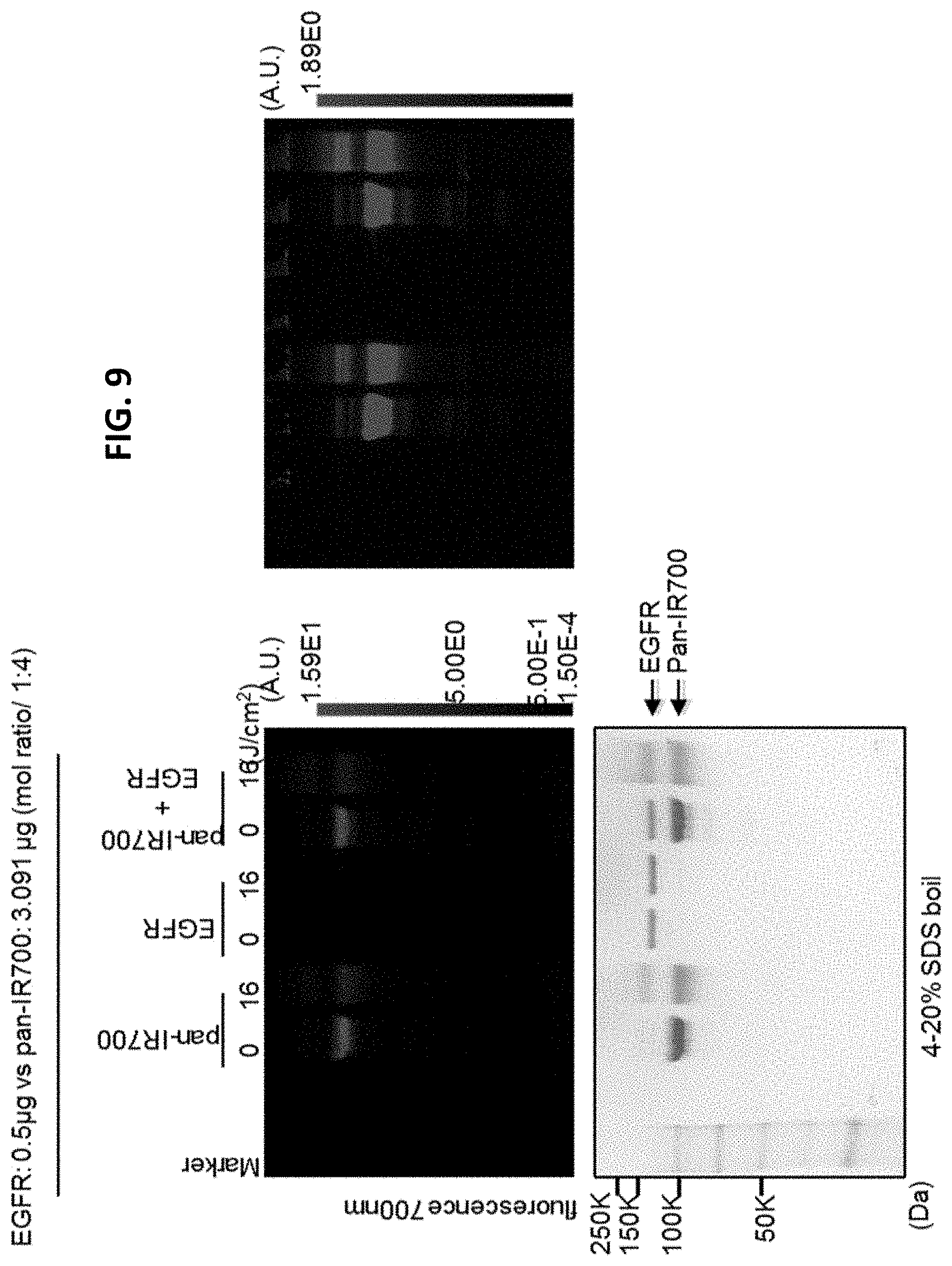 Patent US11781955 Figure 9 – Photo-controlled removal of targets in vitro and in vivo