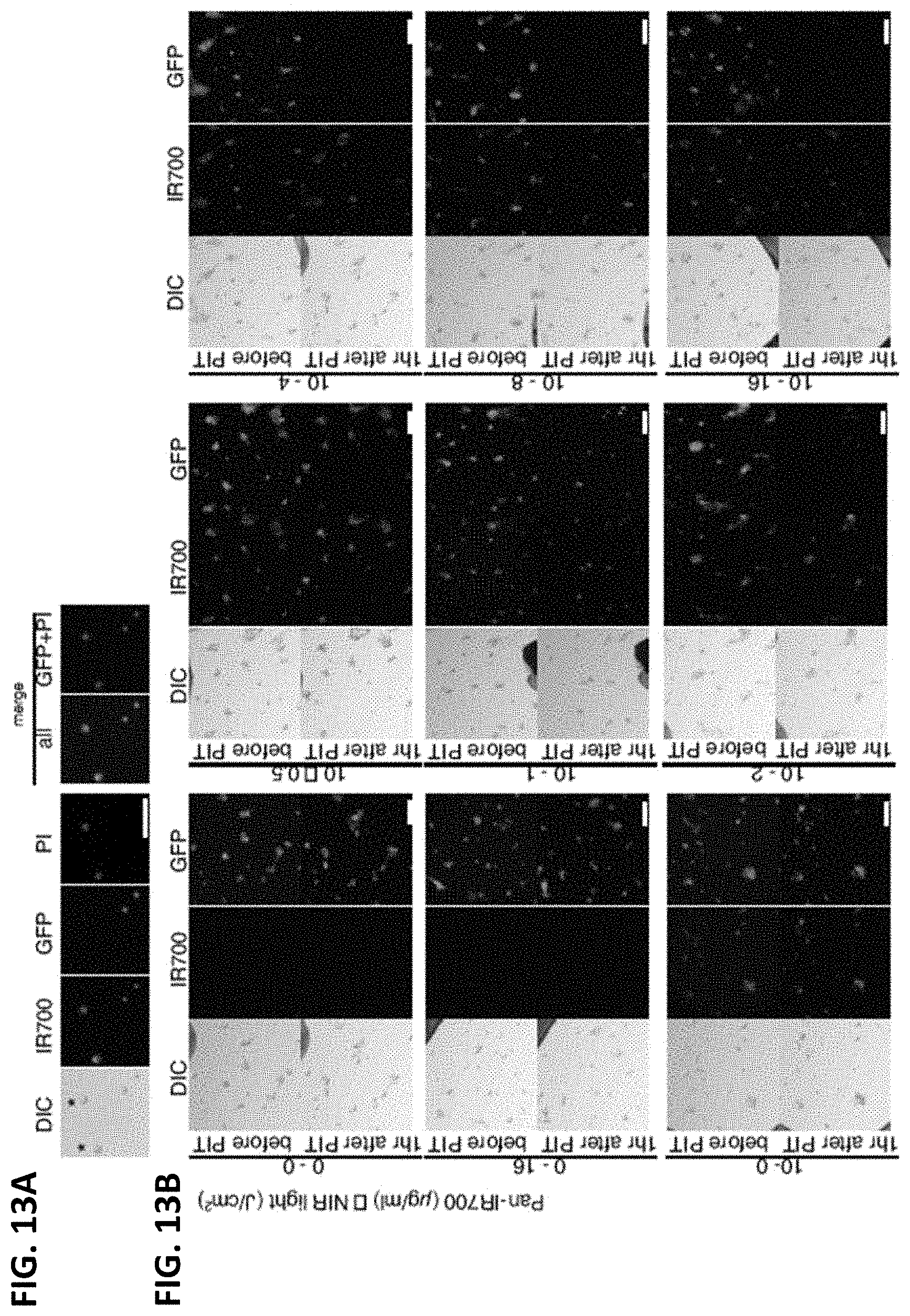 Patent US11781955 Figure 13 – Photo-controlled removal of targets in vitro and in vivo