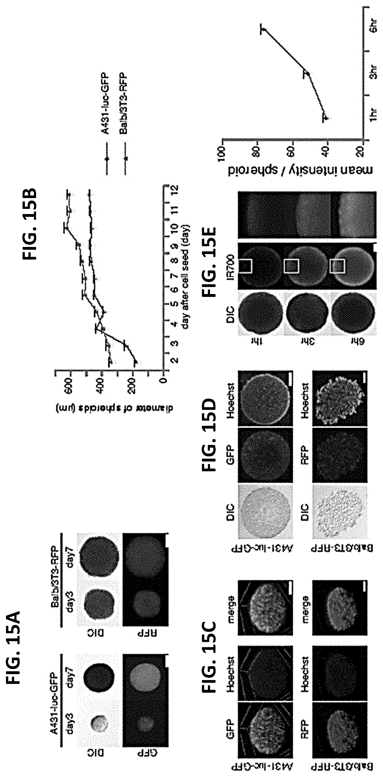 Patent US11781955 Figure 16 – Photo-controlled removal of targets in vitro and in vivo