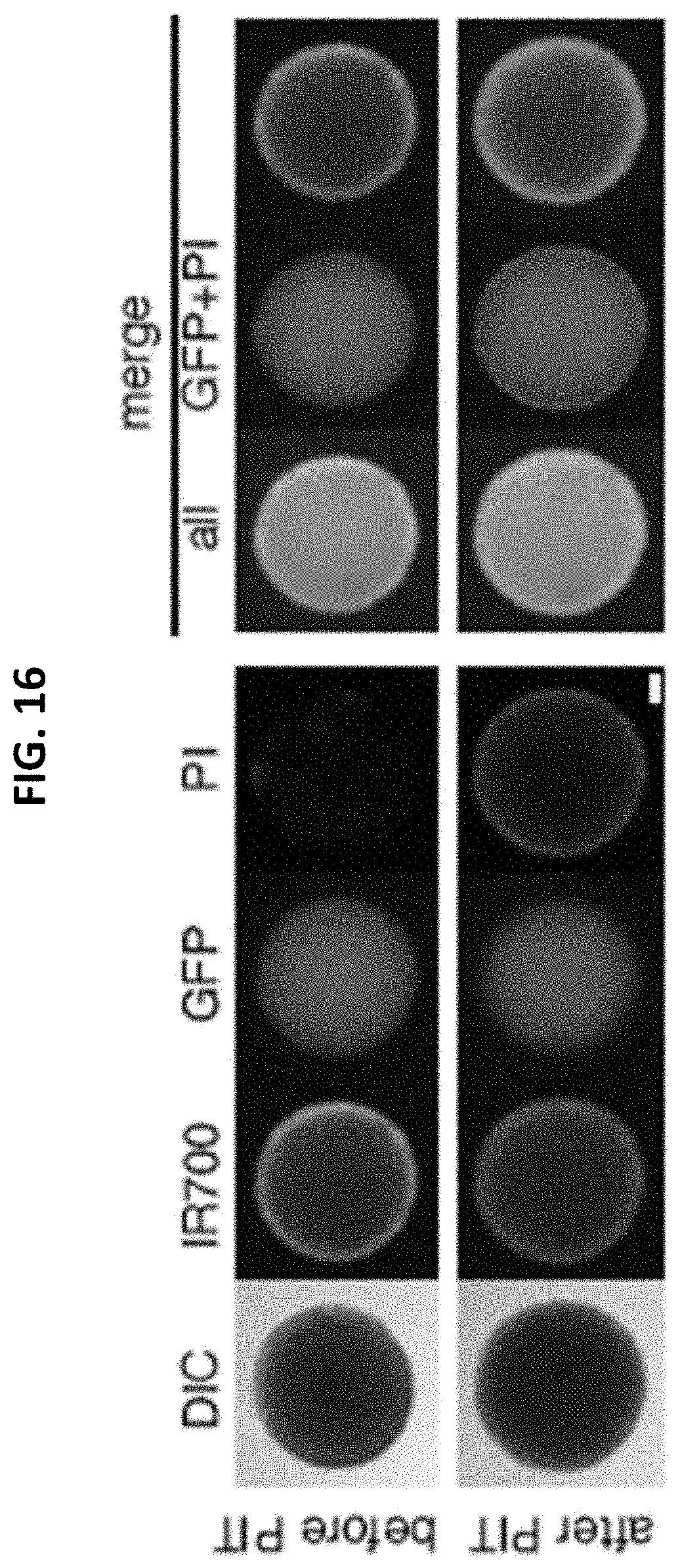 Patent US11781955 Figure 17 – Photo-controlled removal of targets in vitro and in vivo