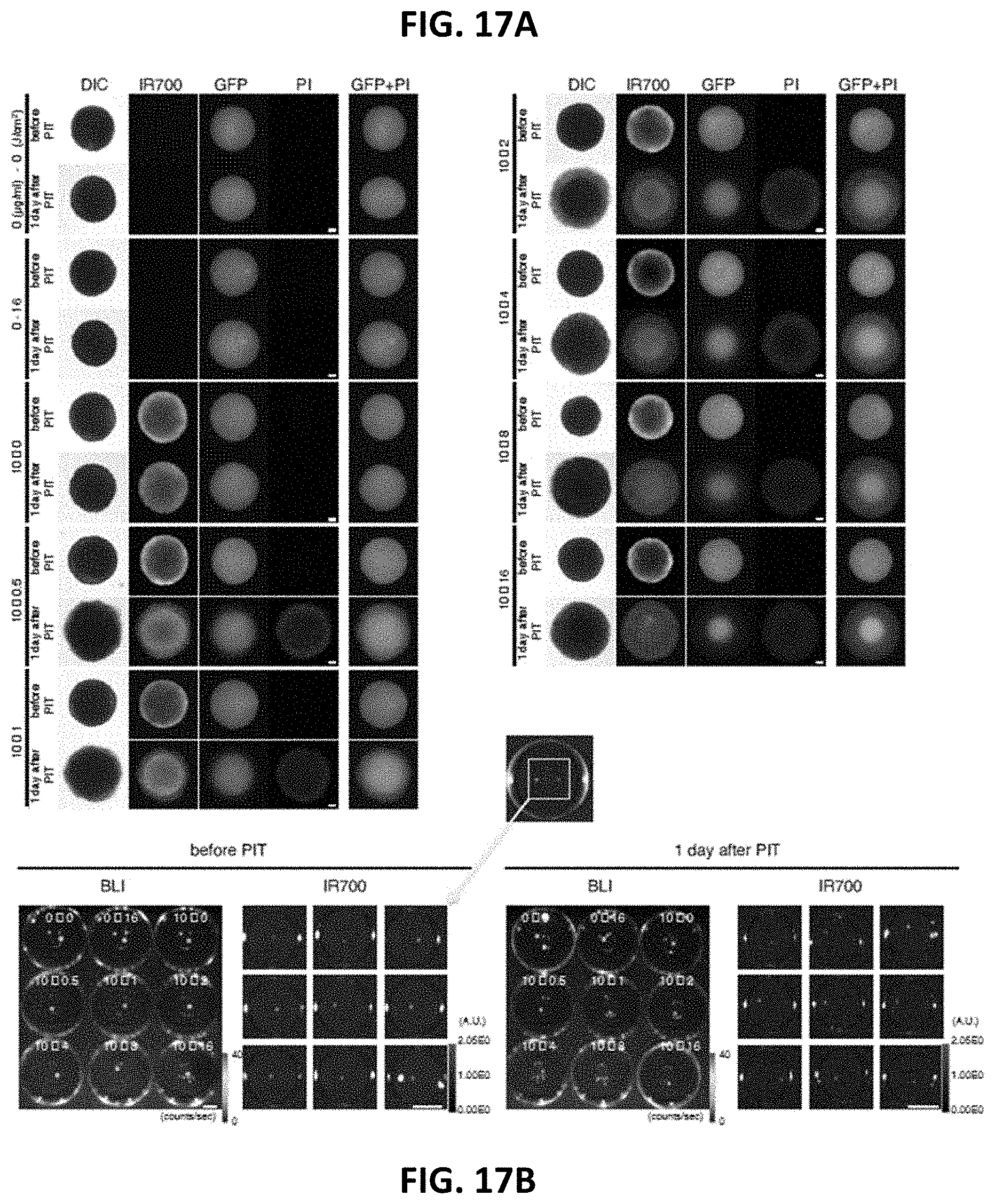 Patent US11781955 Figure 18 – Photo-controlled removal of targets in vitro and in vivo