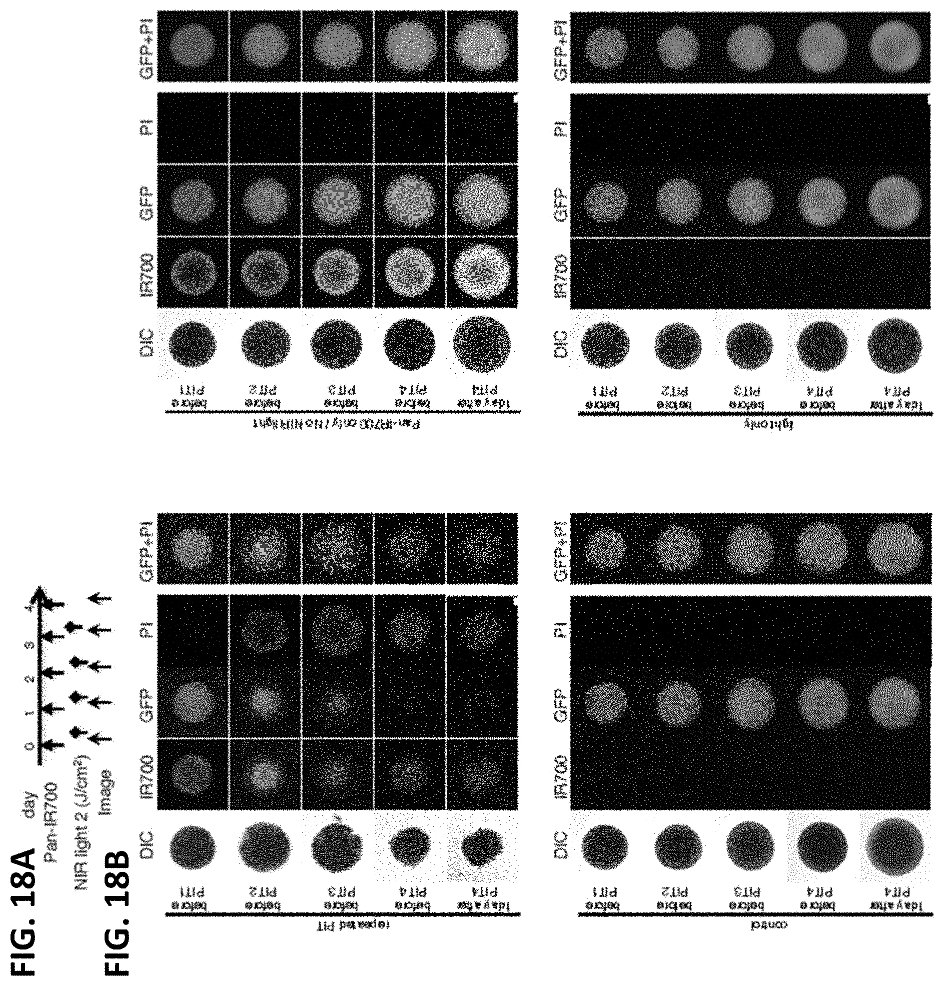 Patent US11781955 Figure 20 – Photo-controlled removal of targets in vitro and in vivo