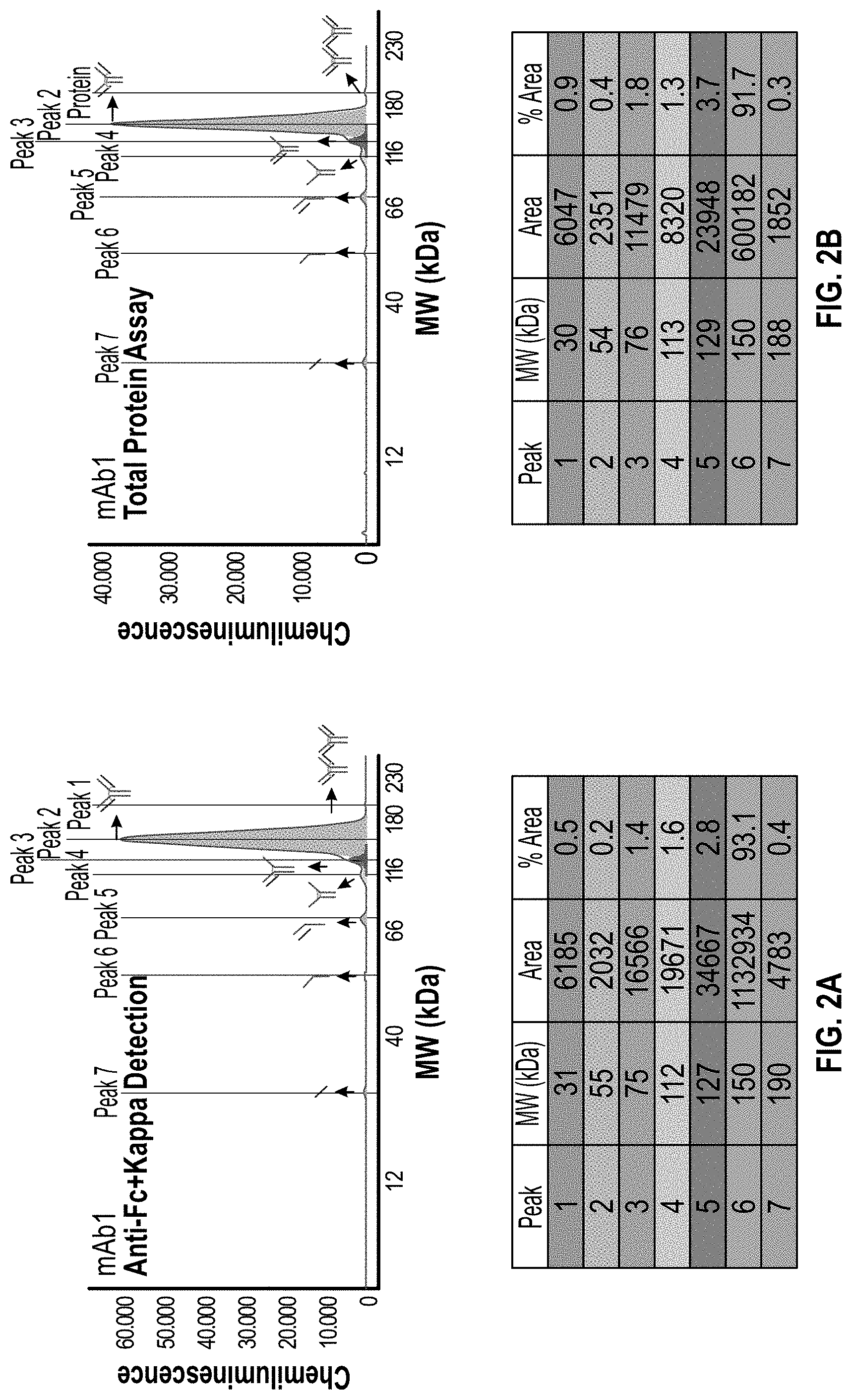 Patent US11782023 Figure 2 – Ce-western applications for antibody development